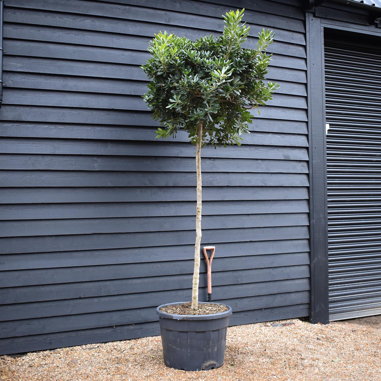Pittosporum tobira | Austrian laurel - Clear Stem 180cm - Girth 14-16cm - Height 250-260cm, 130lt