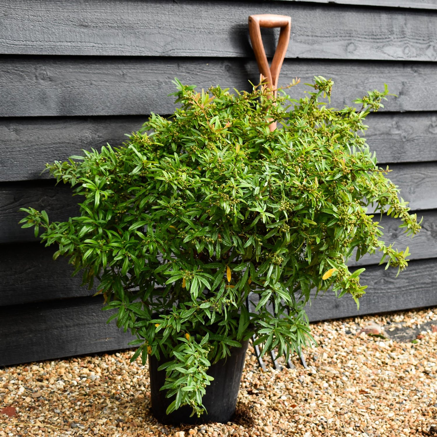 Pyracantha Teton - 40-50cm - 10lt