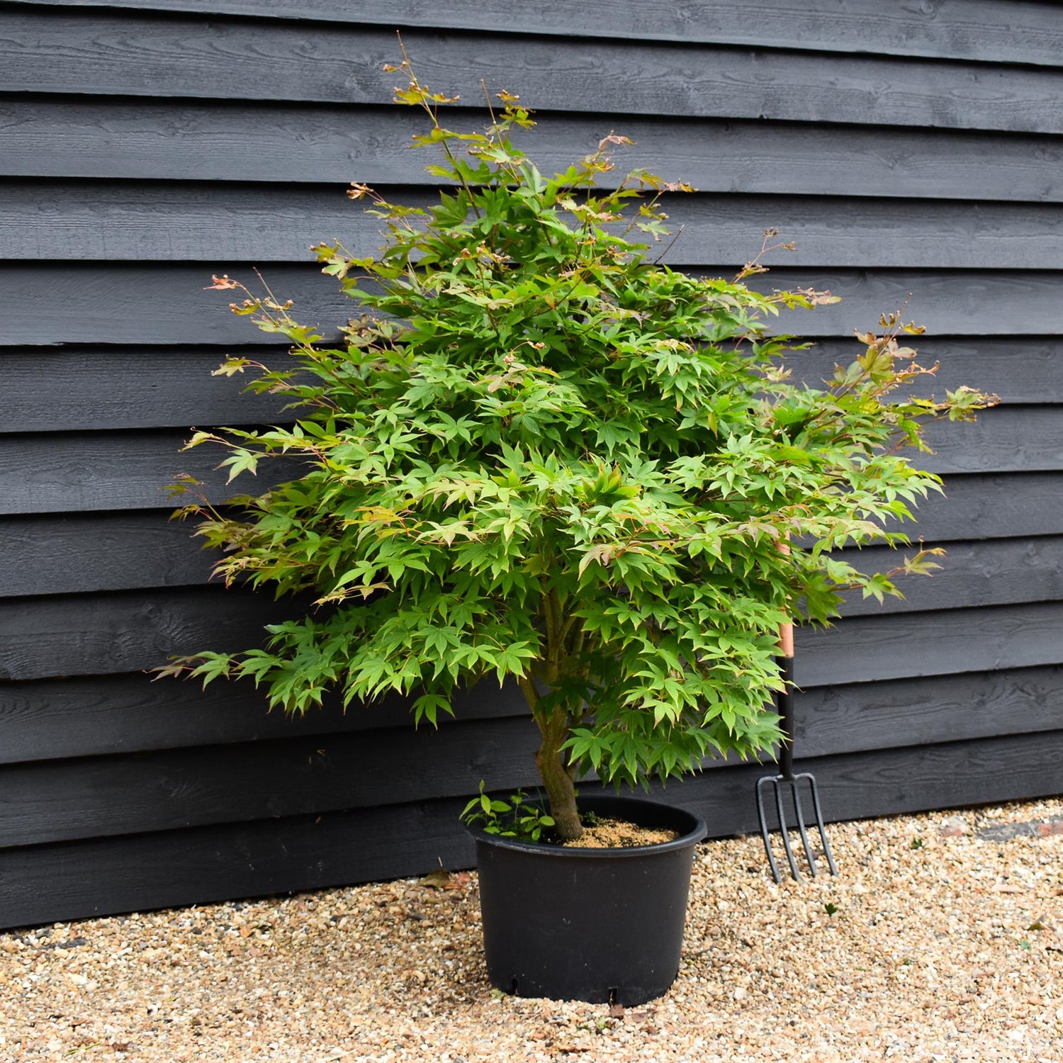 Acer palmatum 'Osakazuki' | Japanese Maple - Bushy - 240-260cm - 35lt