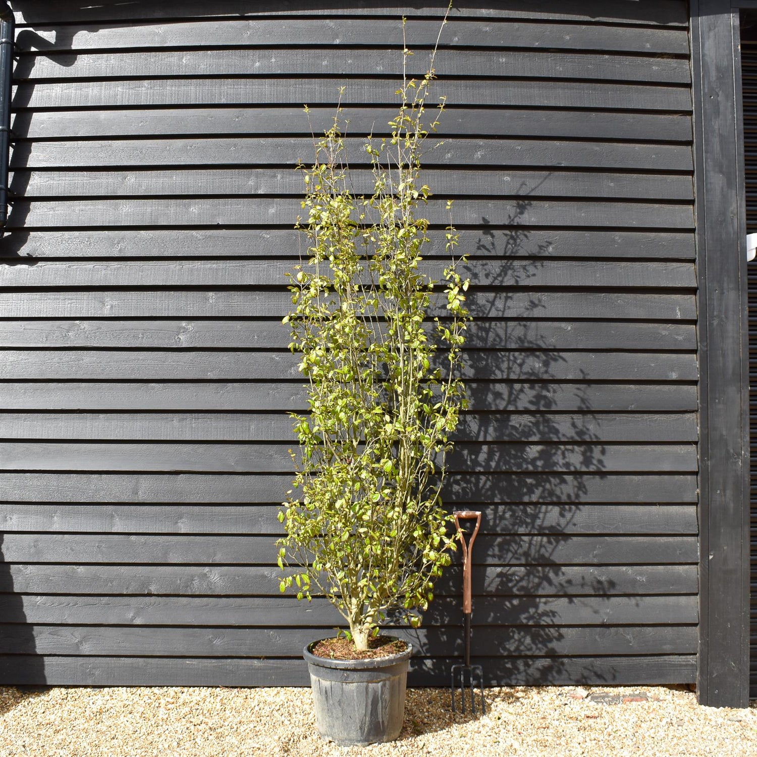 Persian Ironwood | Parrotia persica 'Persian Spire' - Height 280-300cm - 55lt