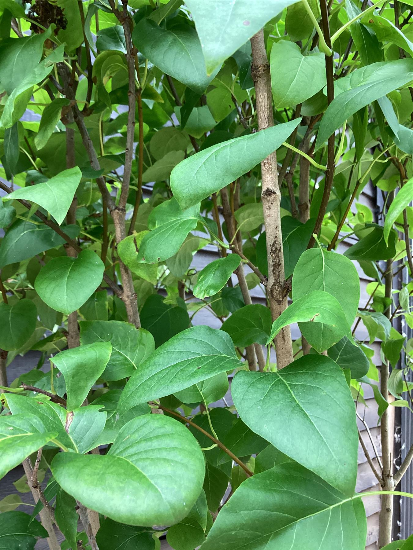 Lilac 'Charles Joly' | Syringa Vulgaris - 180-200cm - 90lt