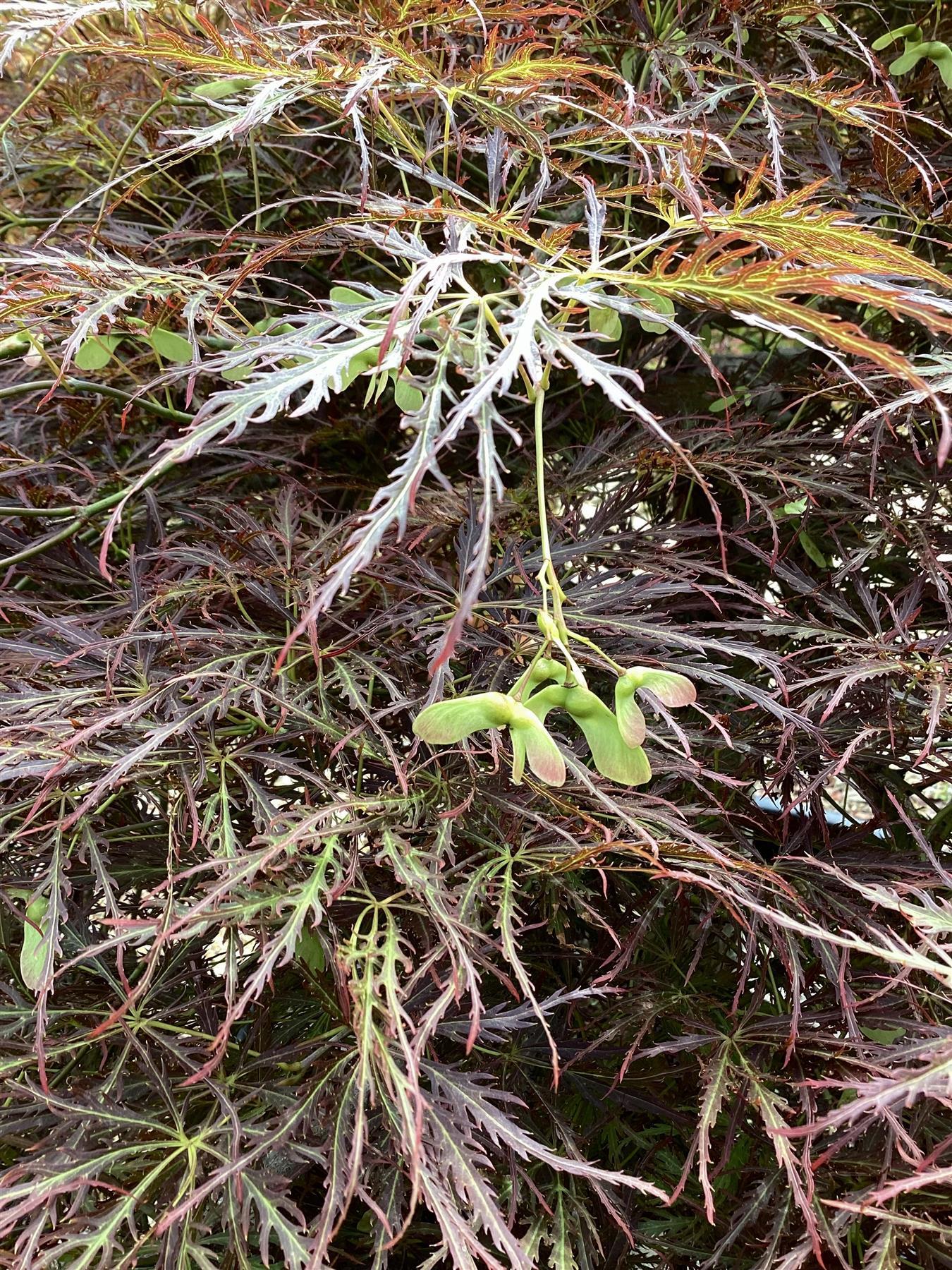 Laceleaf Japanese maple | Acer palmatum Dissectum -  - Clear Stem 20cm - Height 50-80cm - 5lt