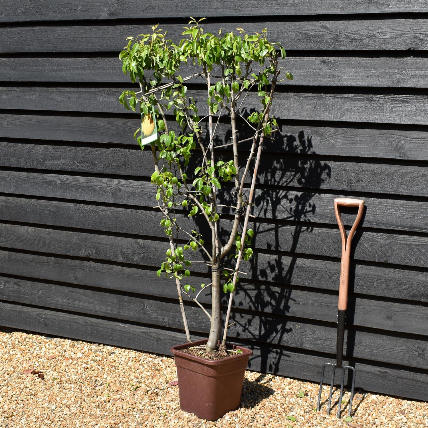 Pear tree 'Bonne Louise' | Pyrus communis  - Frame - Height 140-150cm - 15lt