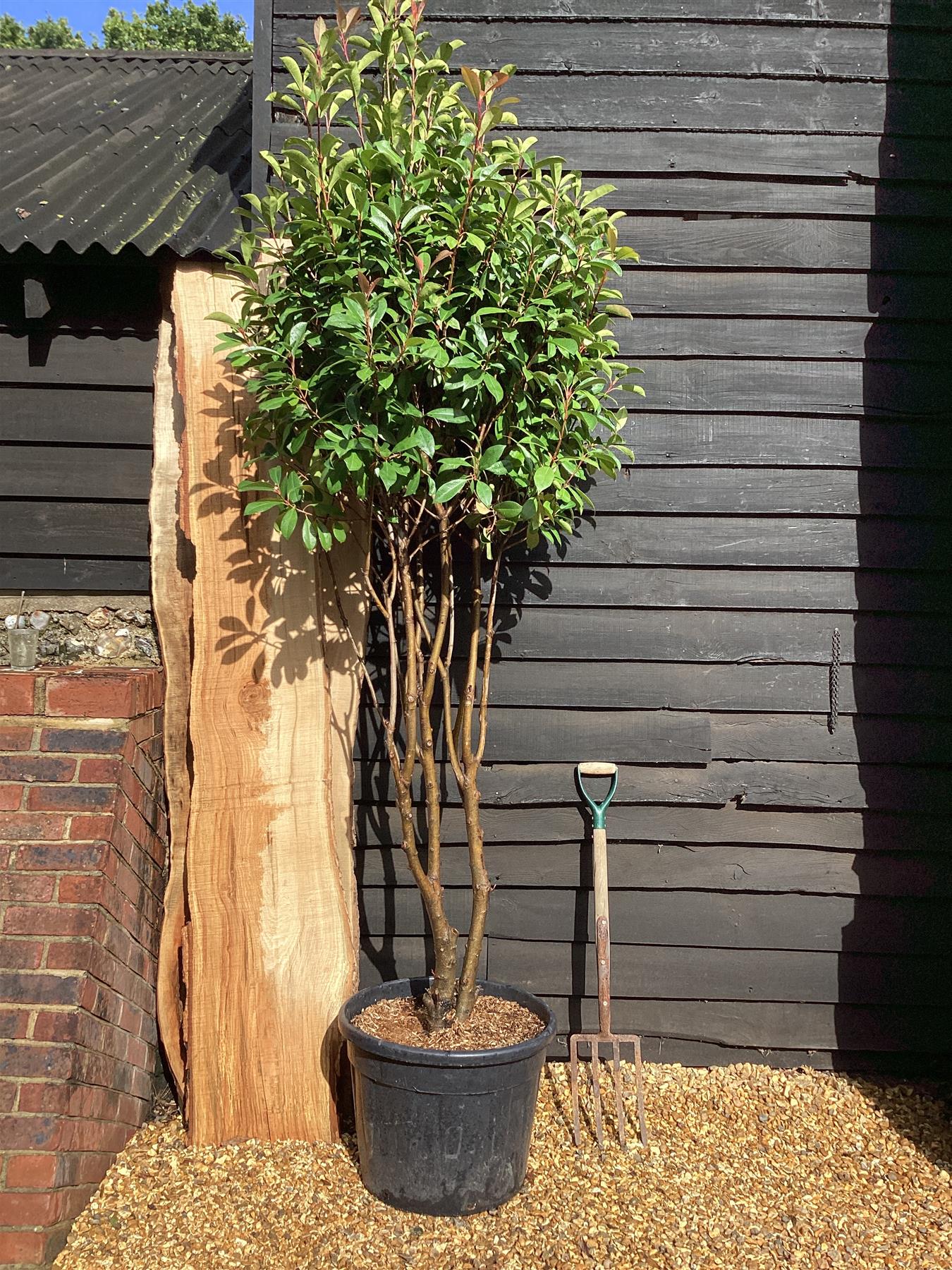 Photinia Red Robin | Christmas berry 'Little Red Robin' - Multi Stem - 250-260cm, 70lt