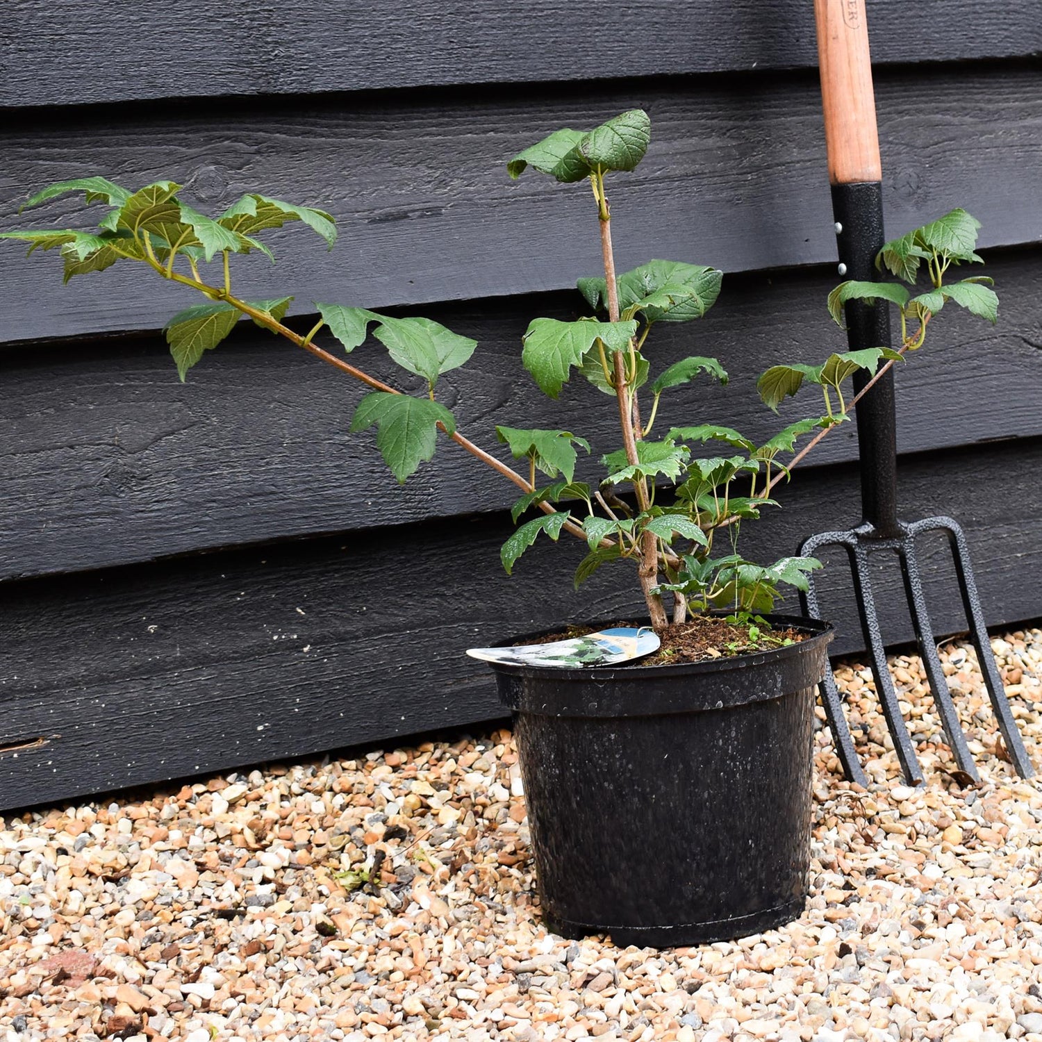 Viburnum Opulus Roseum - Height 40-60cm - 5lt