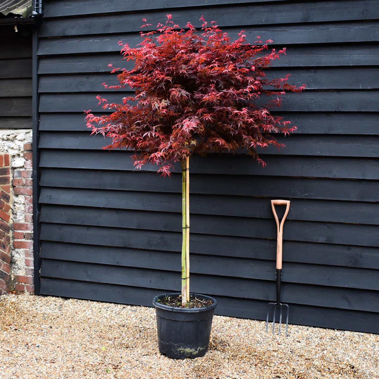 Japanese maple 'Skeeter's Broom' | Acer palmatum - Clear Stem 90cm - Height 180-220cm - 35lt