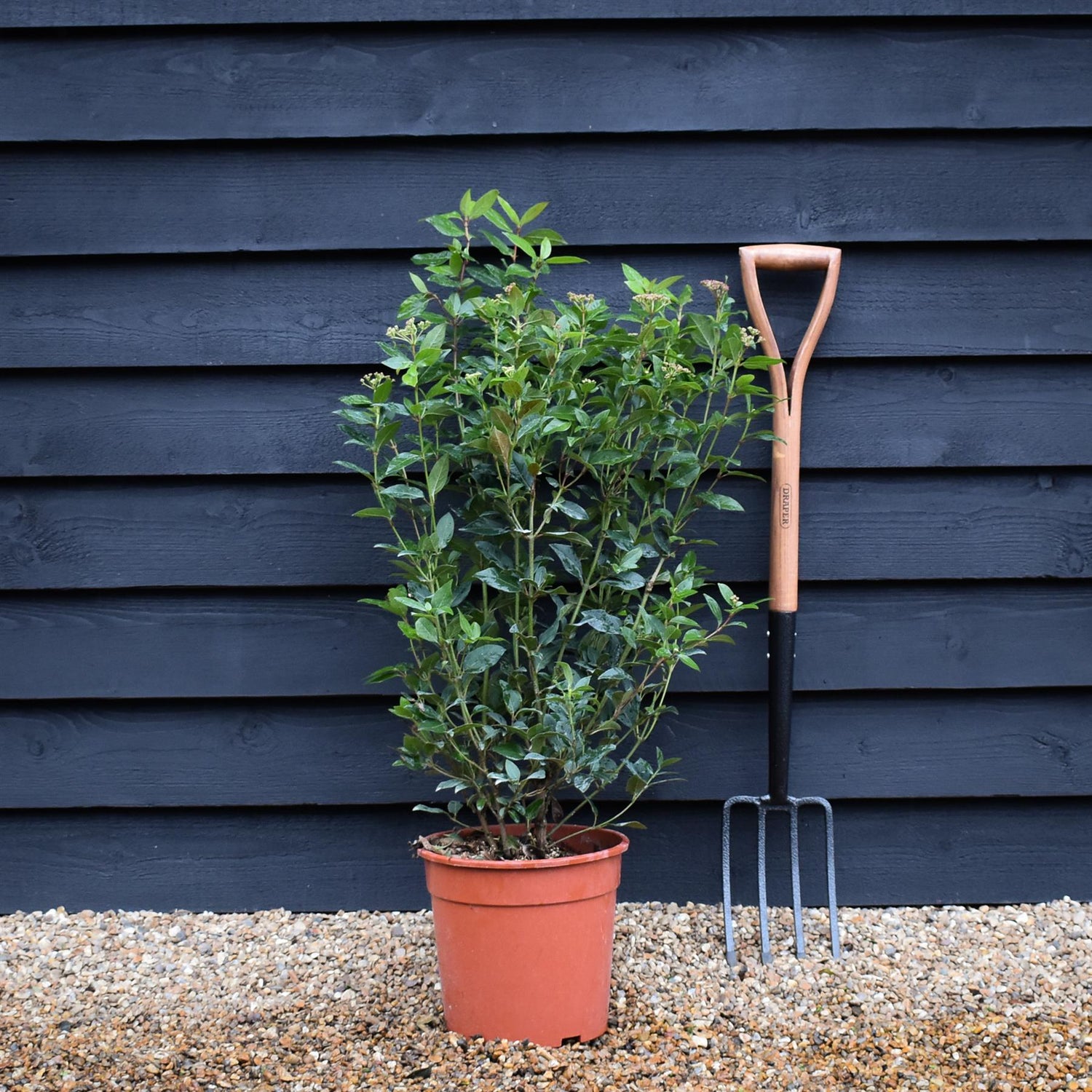 Viburnum tinus Eve Price -Bush - Height 50-70cm - 9lt
