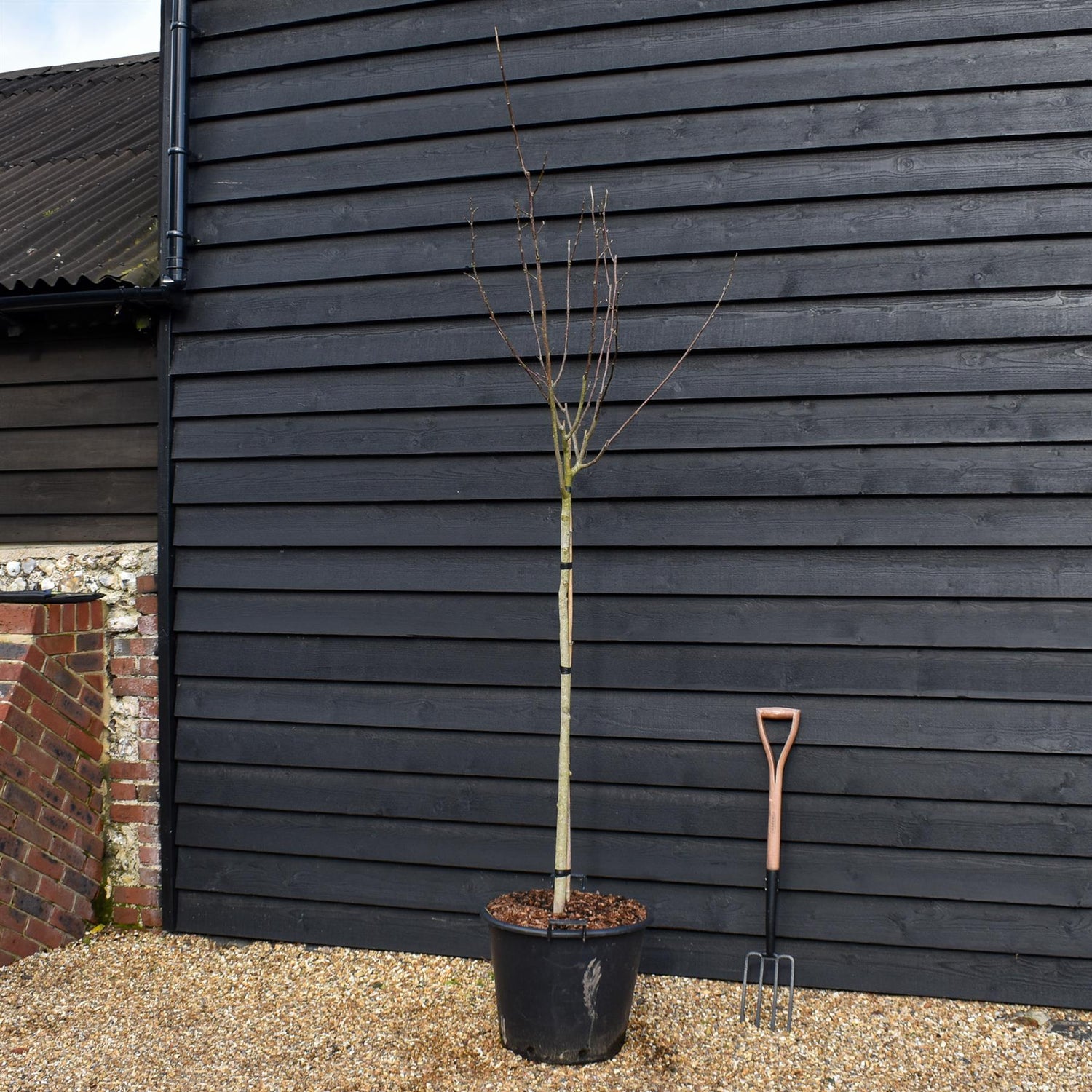 Magnolia 'Flamingo' - Clear stem 120cm - Height 250-280cm - Girth 8-10cm - 50lt