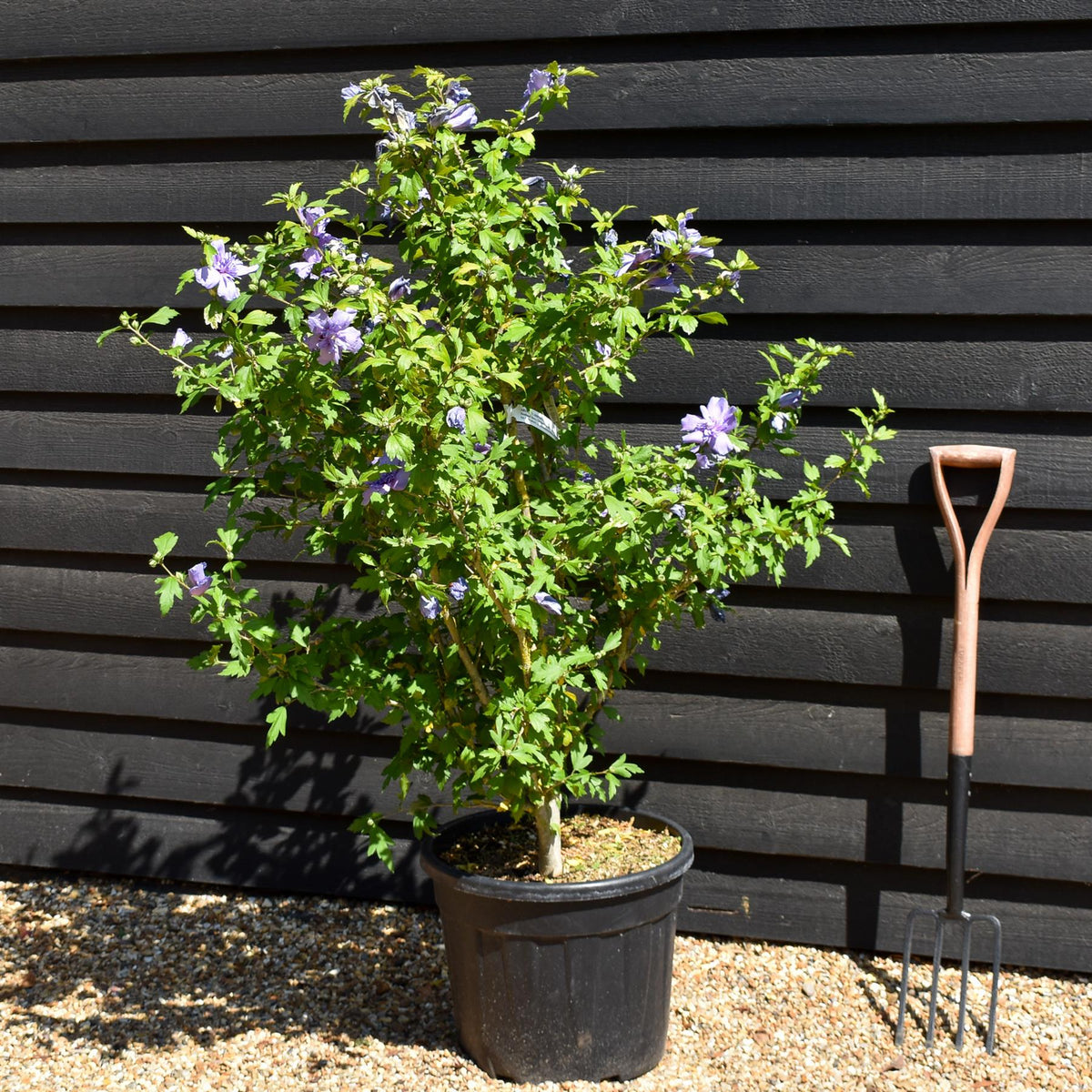 Hibiscus syriacus 'Chiffon Blue' - Shrub - Height 100-140cm - 35lt