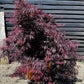 Acer palmatum Inaba-Shidare | Japanese maple 'Inaba-shidare' - 150-170cm - 1/2 Std - 110lt