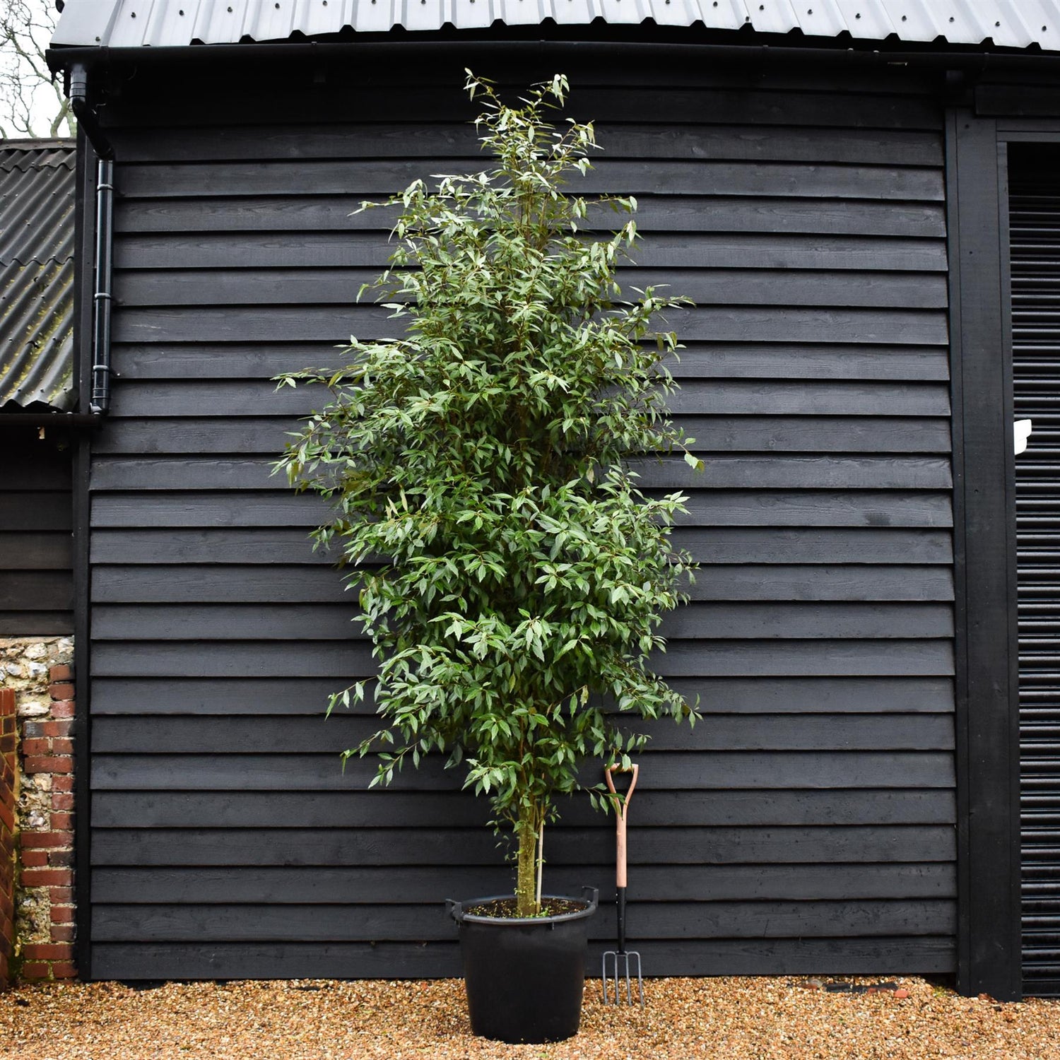 Hoheria sexstylosa Snow White | Ribbonwood -  Feathered - Height 340-350cm - 70lt