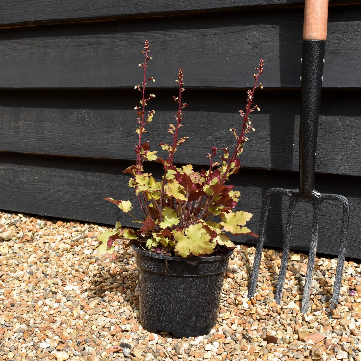 Heuchera 'Marmalade' - Height 10-25cm - 2lt