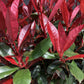 Photinia Robusta Compacta | Red-Leaf Photinia - Girth 4cm - 170cm, 15lt