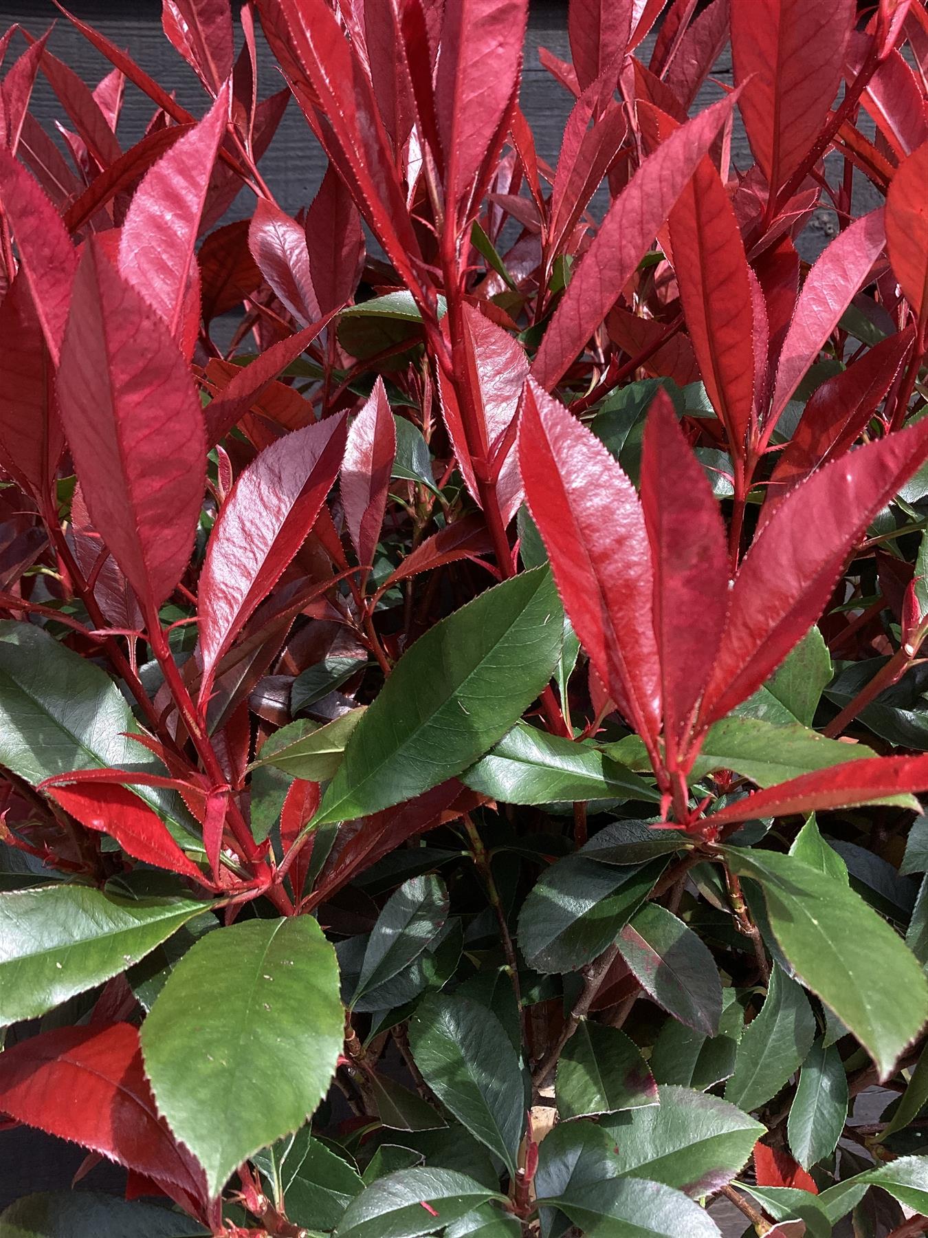 Photinia Robusta Compacta | Red-Leaf Photinia - Girth 4cm - 170cm, 15lt