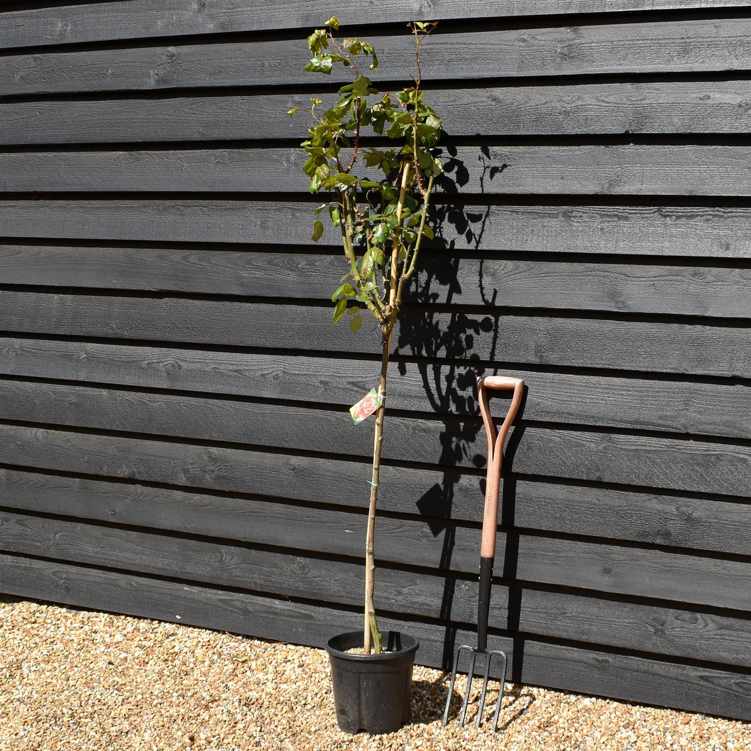 Rose - Orange - Clear Stem 80-90cm - Height 130-160cm - 18lt