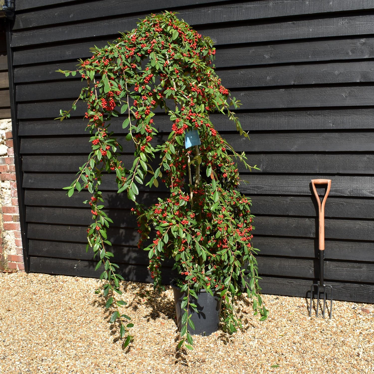 Cotoneaster 'Hybridus Pendulus' | Weeping Cotoneaster - 150-180cm, 10lt