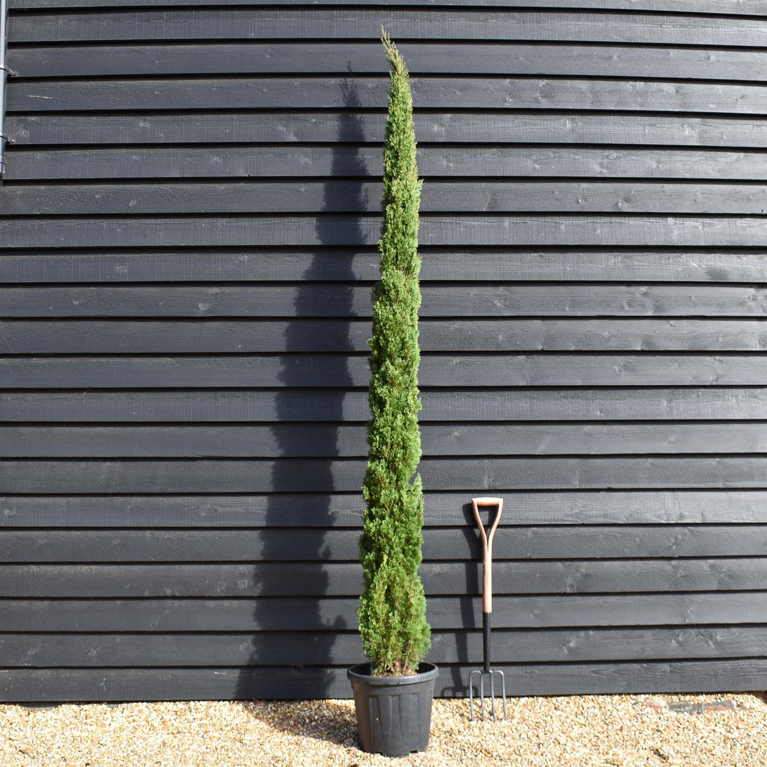 Cupressus sempervirens Totem | Italian Cypress ‘Totem’ - Height 260-280cm - 25lt