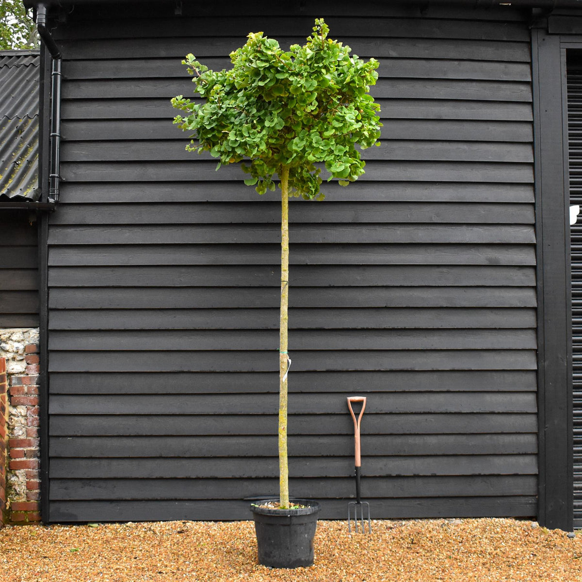 Ginkgo biloba Mariken | Maidenhair Tree 'Mariken' - Standard - Clear Stem 180-200cm - Girth 12-14cm - Height 250-290cm - 45lt