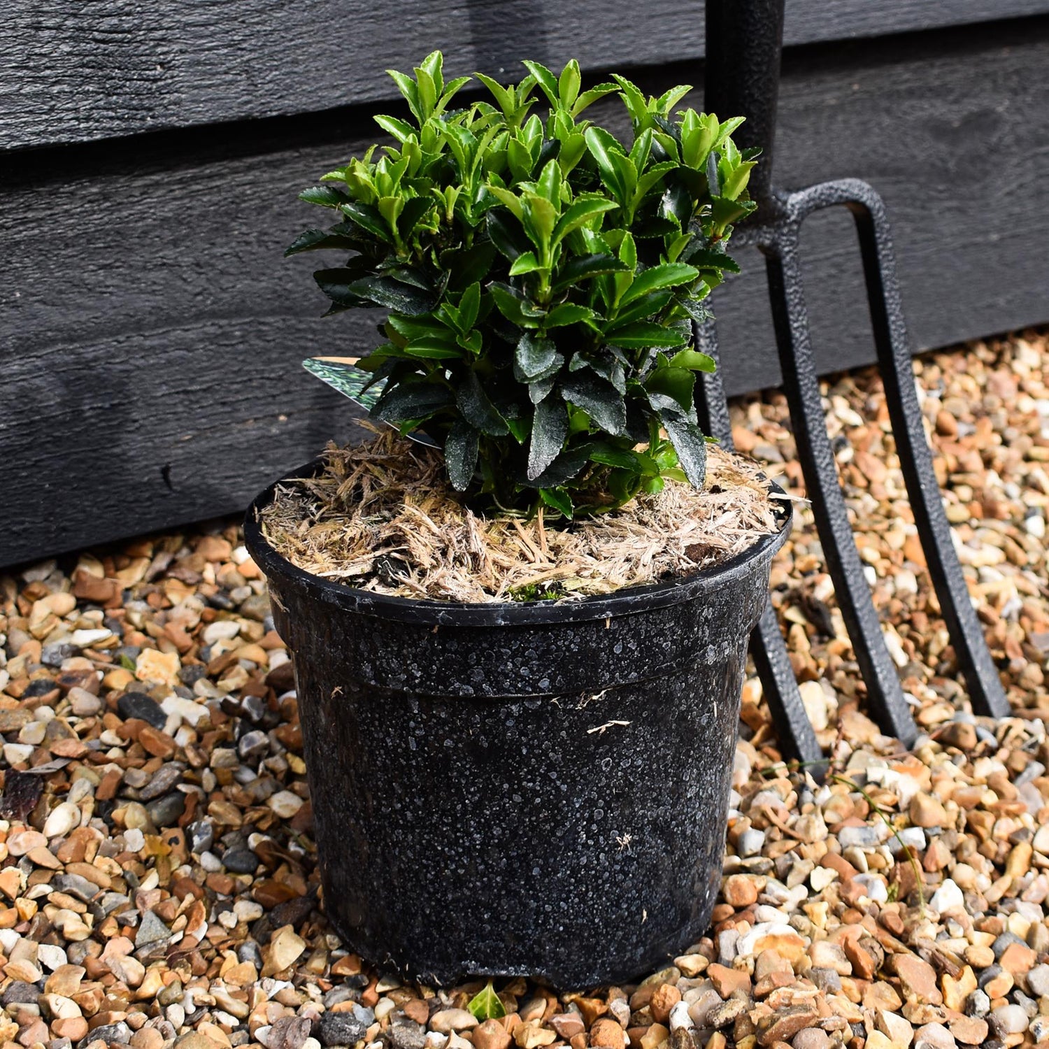 Euonymus japonicus 'Green Rocket' - Height 20-25cm - 2lt