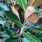 Magnolia grandiflora Little Gem | Southern Magnolia ‘Little Gem’ - Bushy - Tree - Height 180-200cm - 30-35lt