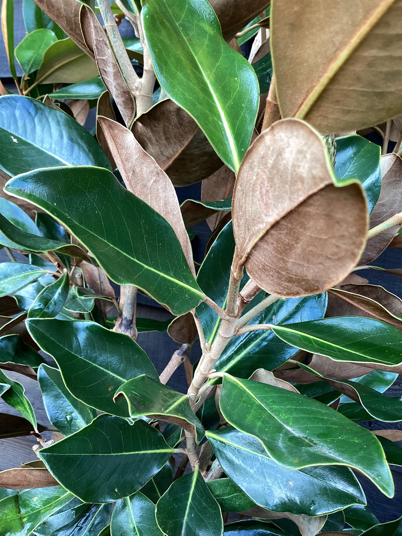 Magnolia grandiflora Little Gem | Southern Magnolia ‘Little Gem’ - Bushy - Tree - Height 180-200cm - 30-35lt