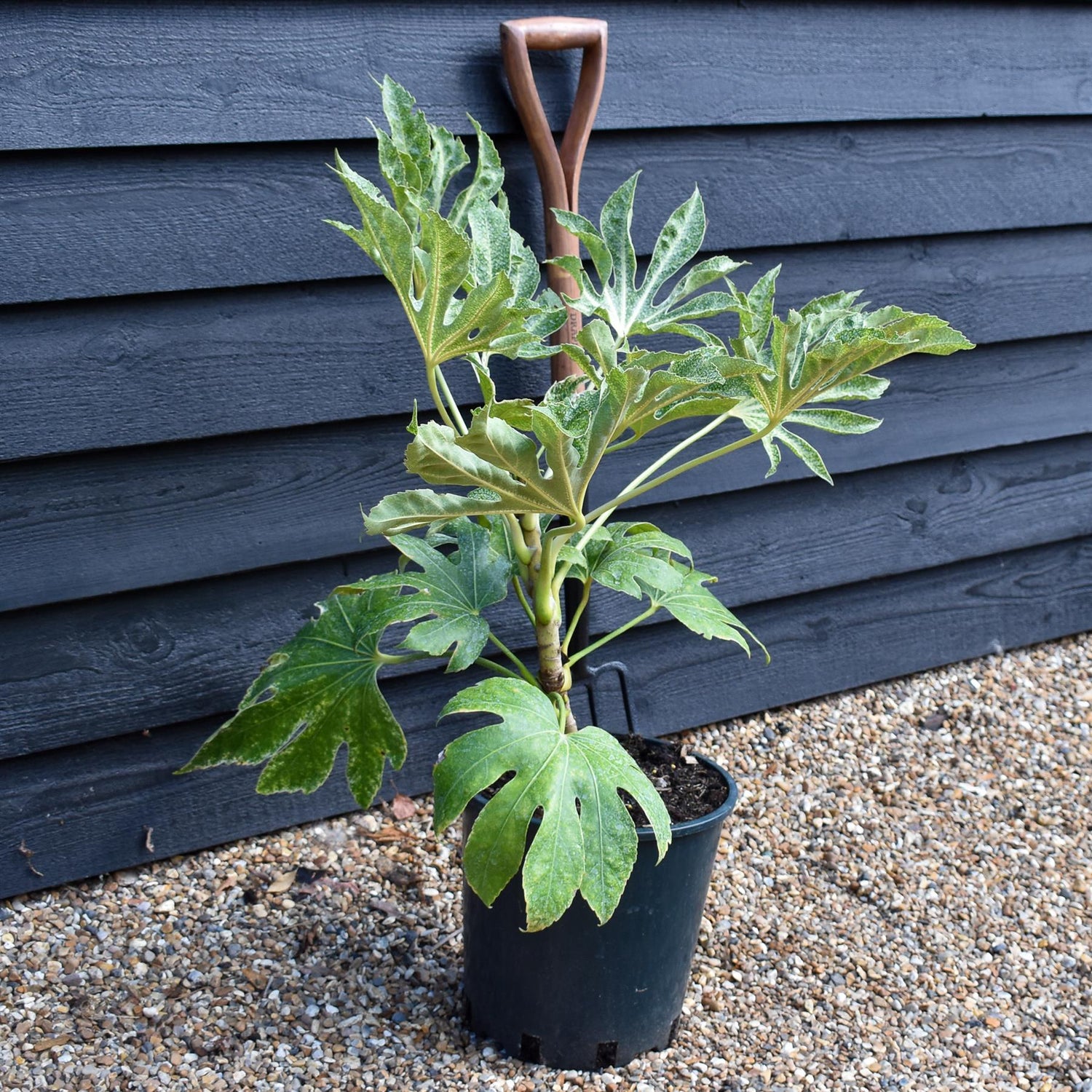 Fatsia japonica 'Spider's Web' - Height 30-70cm -12lt