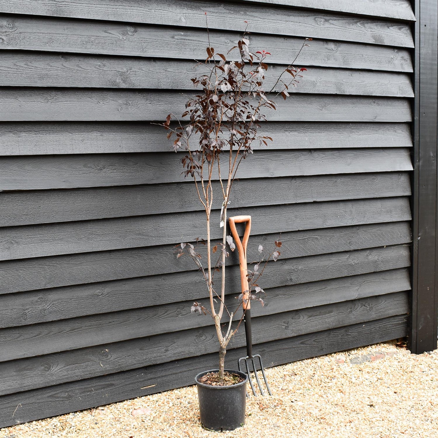 Prunus cerasifera 'Pissardii' | Cherry Plum 'Pissardii' - 100-150cm - 18lt
