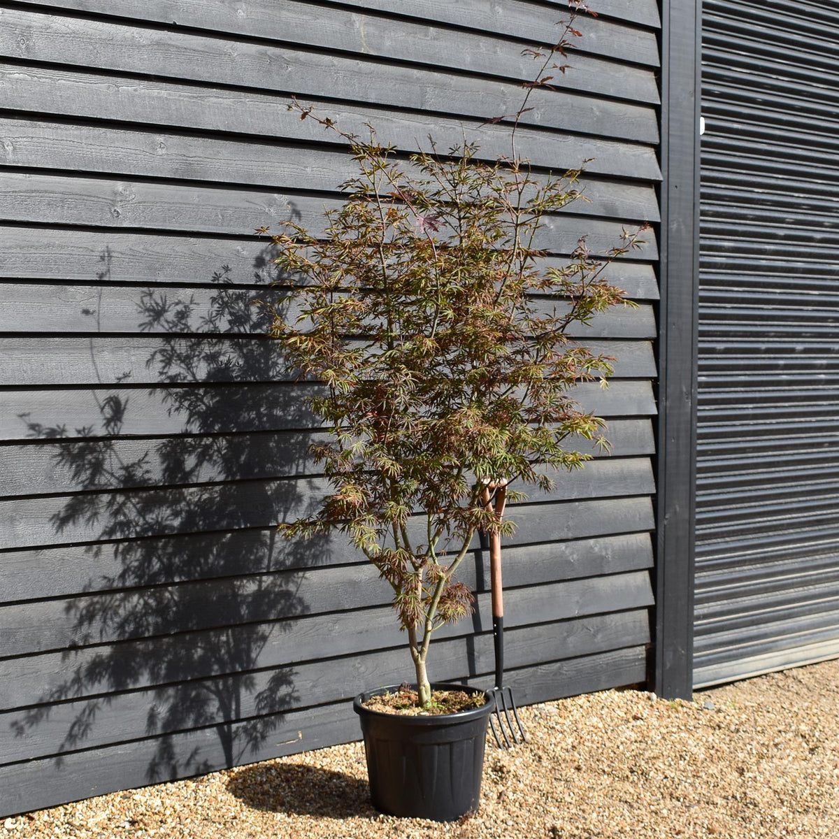 Japanese Maple 'Trompenburg' | Acer palmatum  - Bushy - Height 140-160cm - 35lt