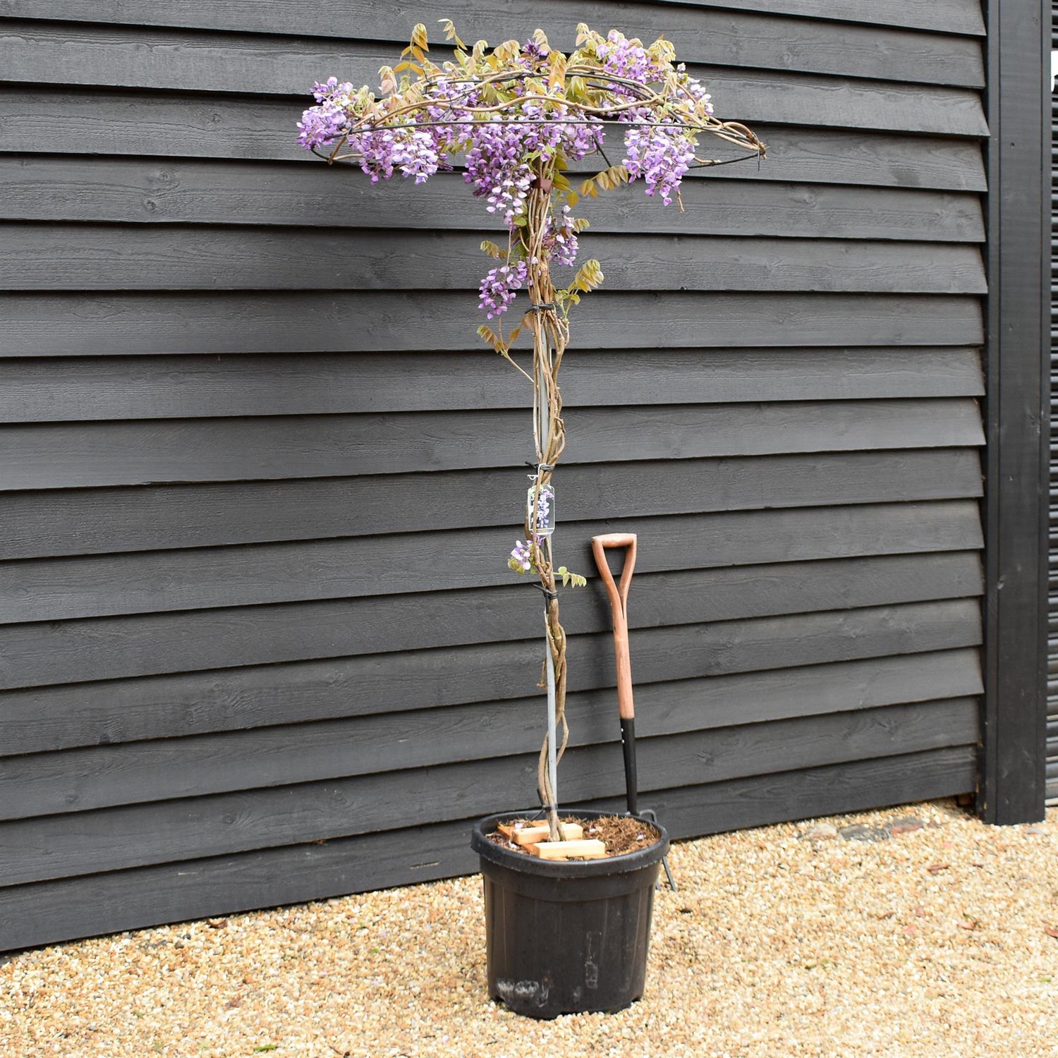 Wisteria 'Iko yama Fuli' -Umbrella - Roof Espalier Clear Stem 170cm - Height 200cm - 45lt