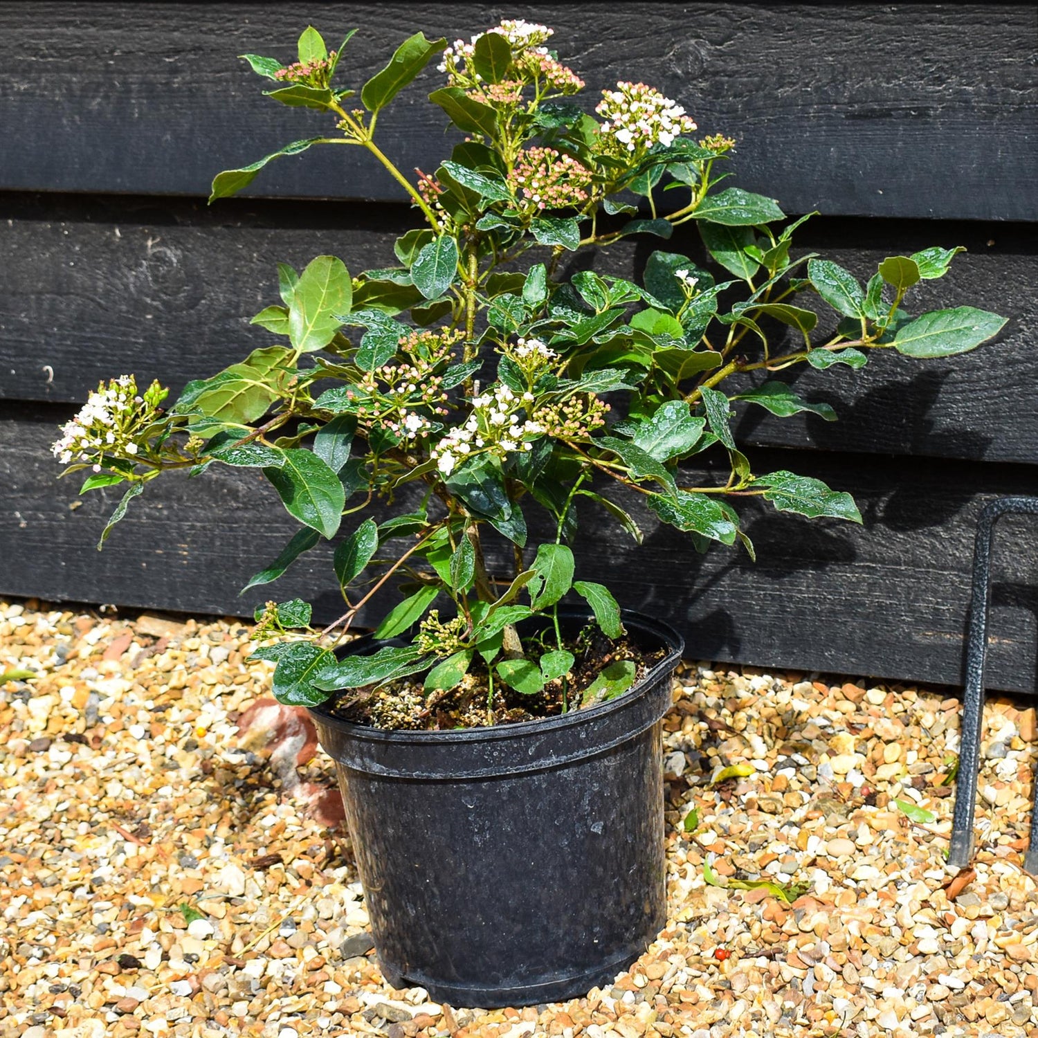 Viburnum tinus 'Gwenllian' - 40-60cm, 5lt