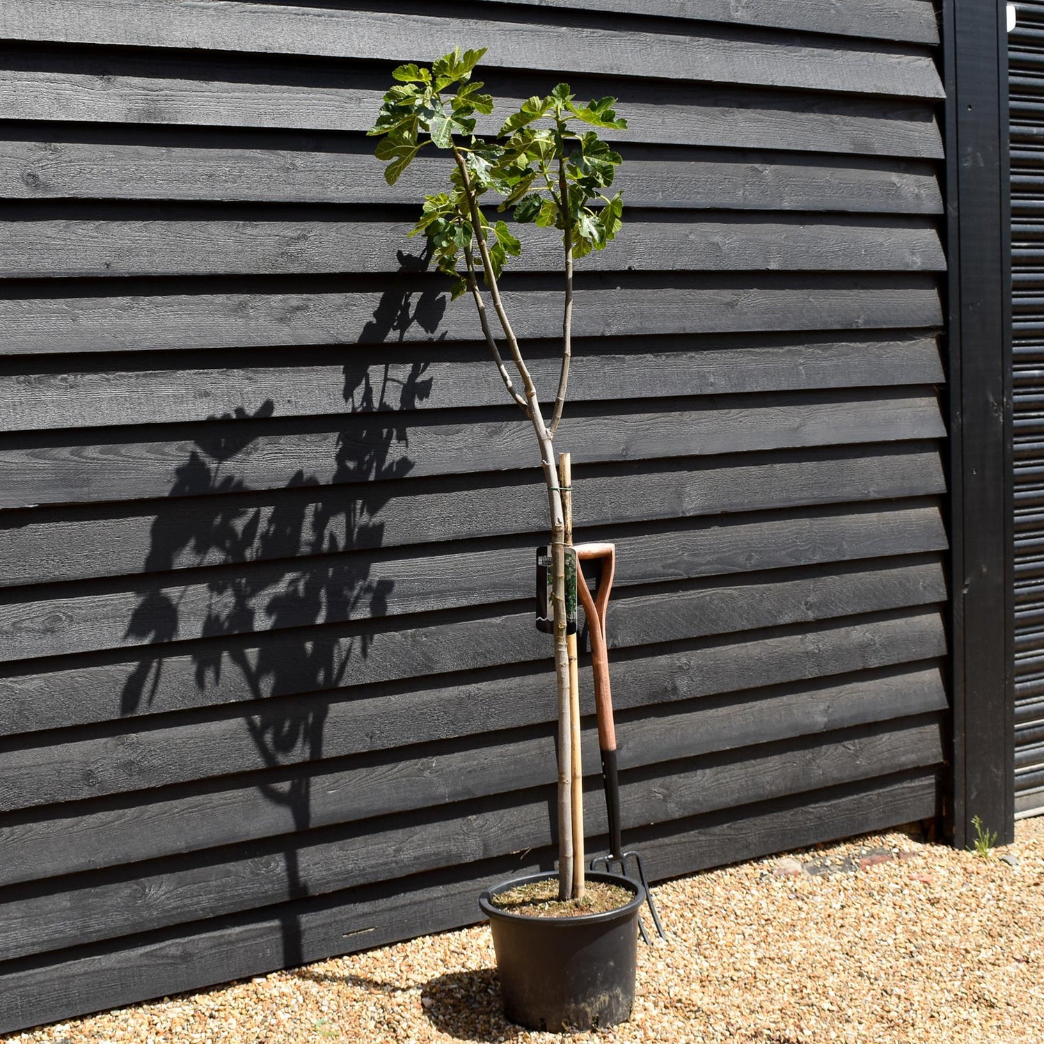 Fig - Ficus carica 'Madeleine deux Saisons'- Clear Stem 80-90cm - Height 160-170cm - 20lt