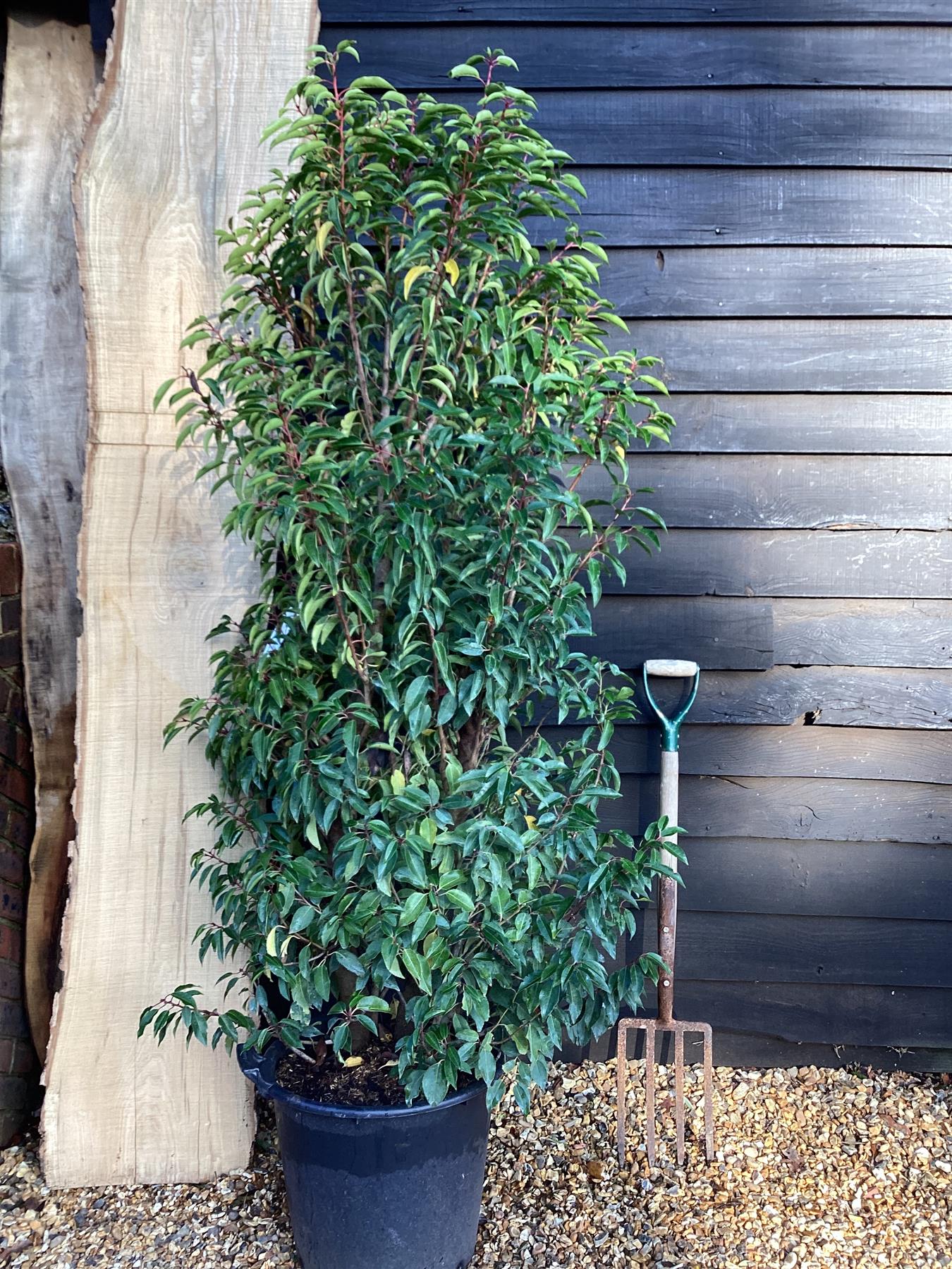 Prunus lusitanica 'Myrtifolia' - 30lt