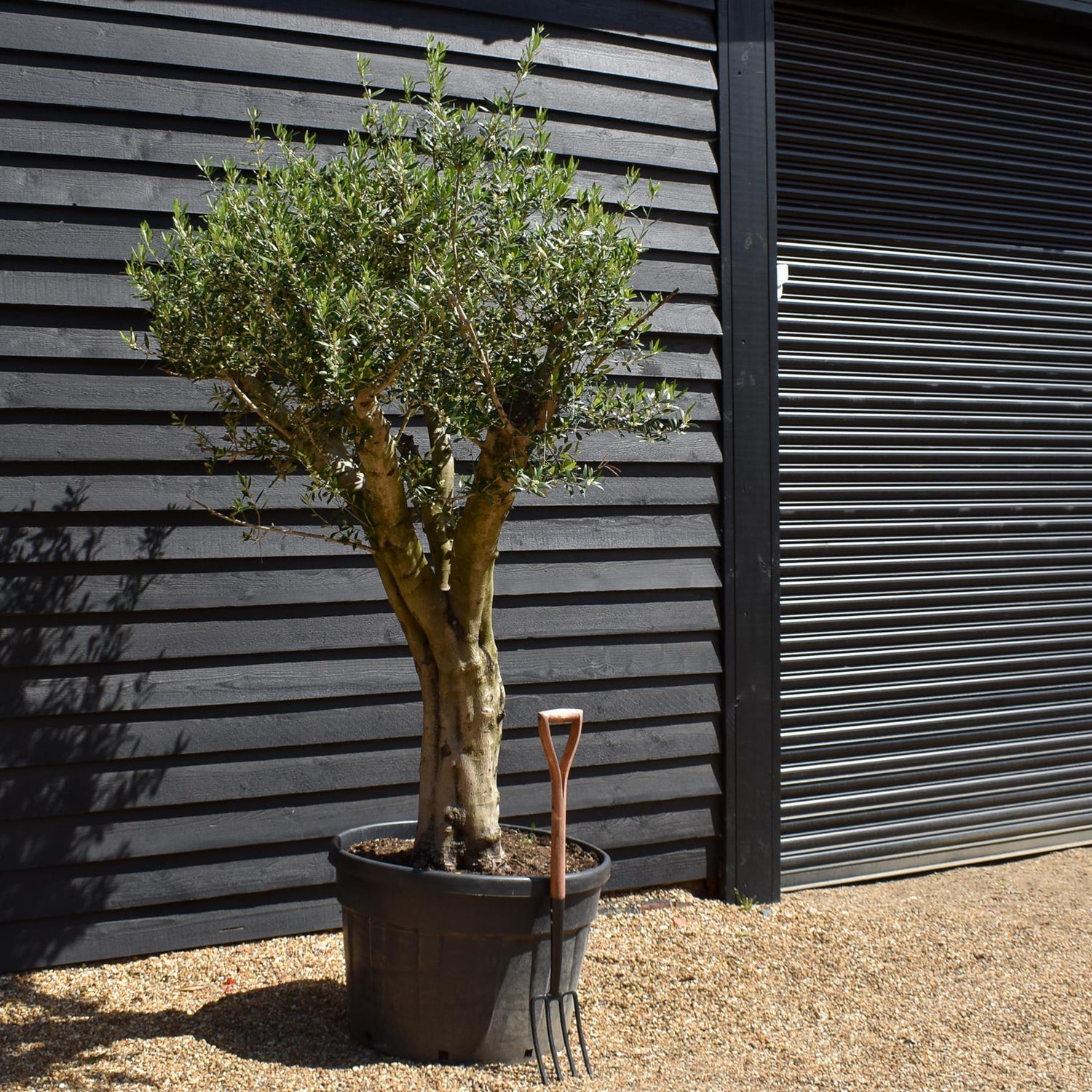 Olive Tree |Olea Europea - Trunk height 80cm - Height 200-210cm - 180lt