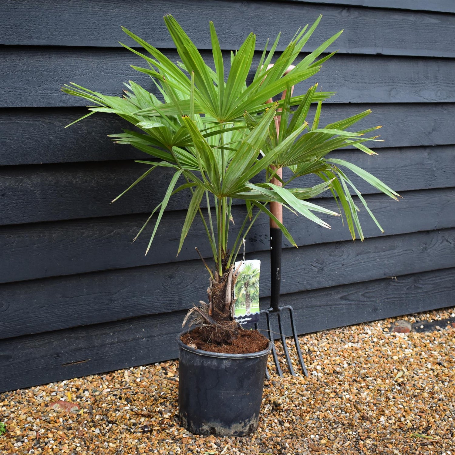 Trachycarpus fortunei | Chusan Palm - 90-100cm, 10lt