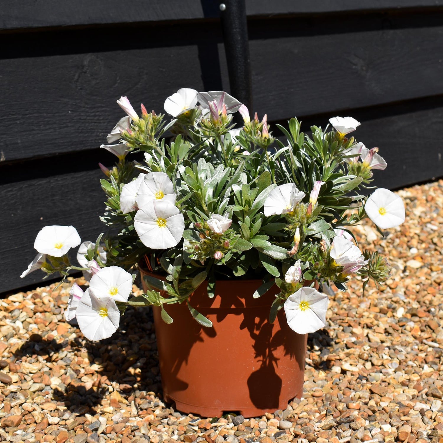 Convolvulus cneorum | Silver Bush - 35cm - 3lt