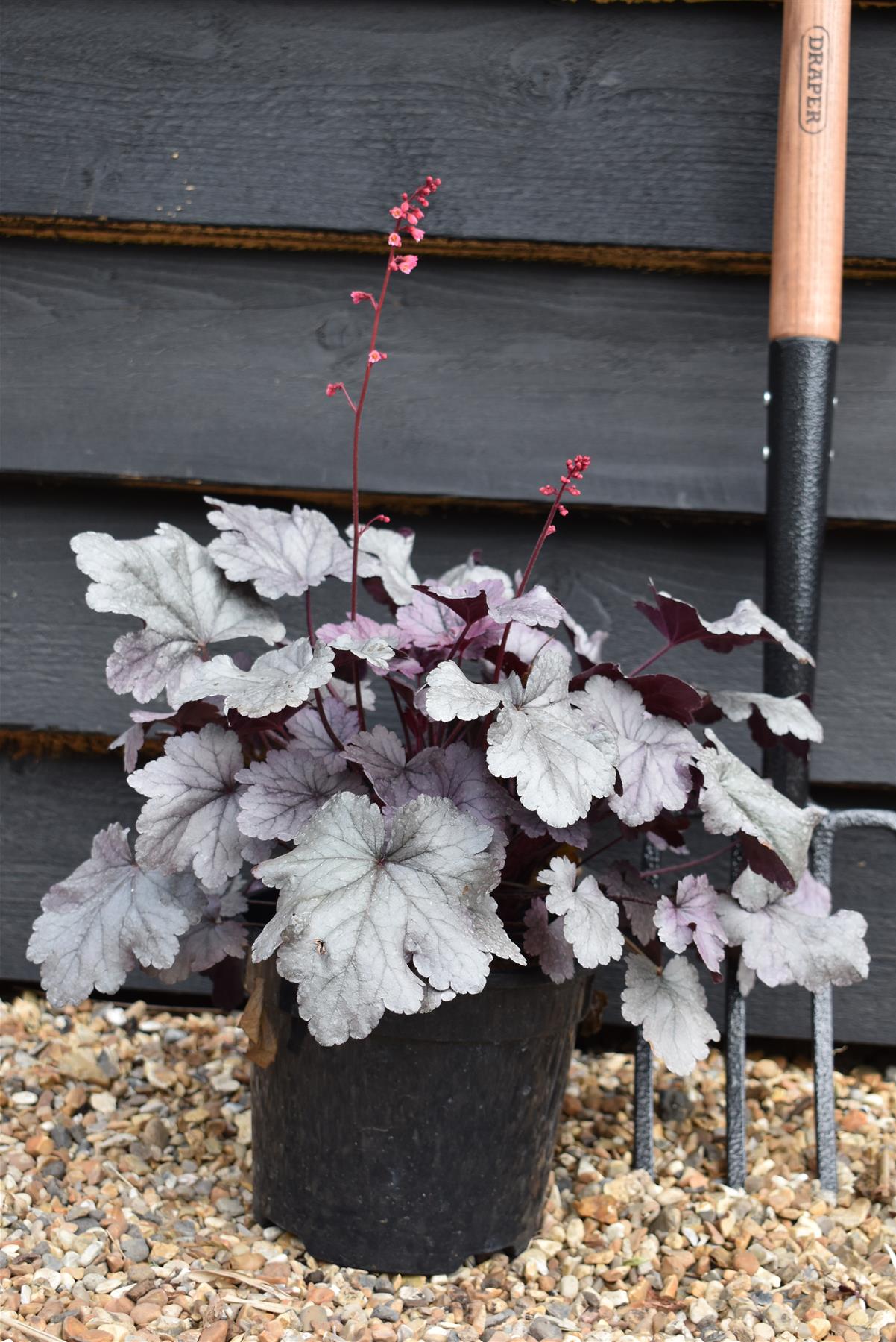 Heuchera 'Silver Gumdrop' | Alum Root | Coral Bells - 20-30cm, 3lt