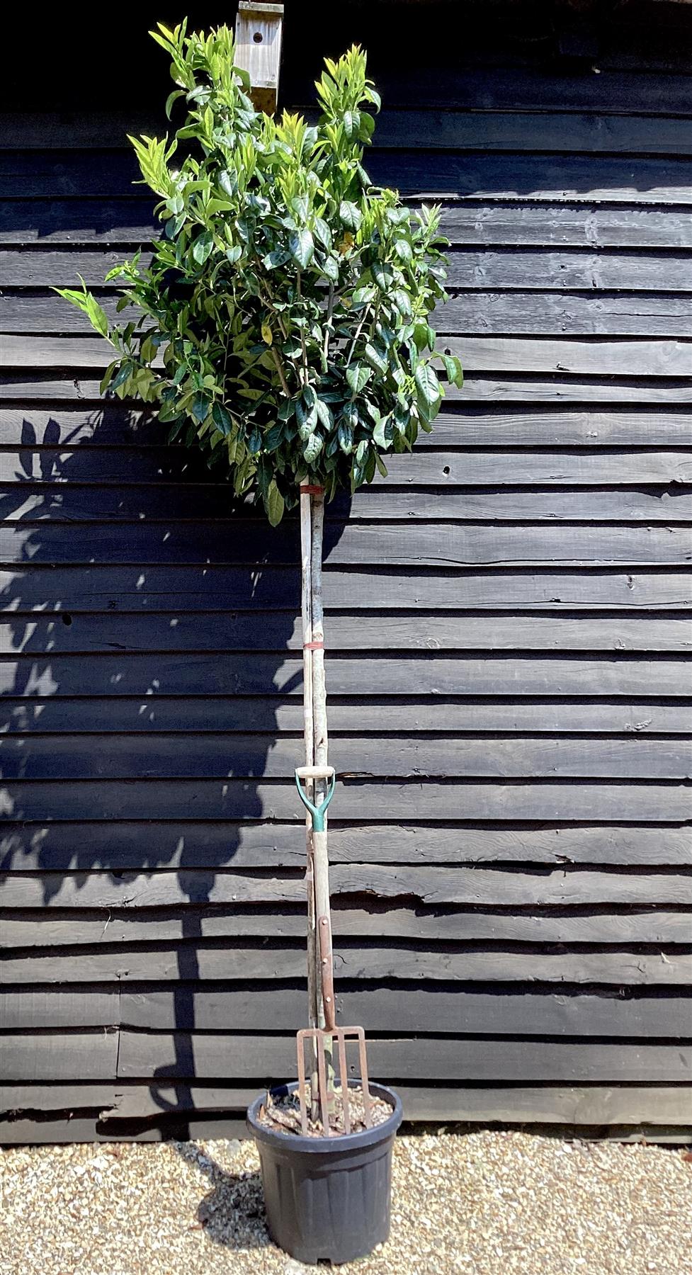 Prunus laurocerasus 'Novita' Girth 10-12 - 180-190cm, 50lt