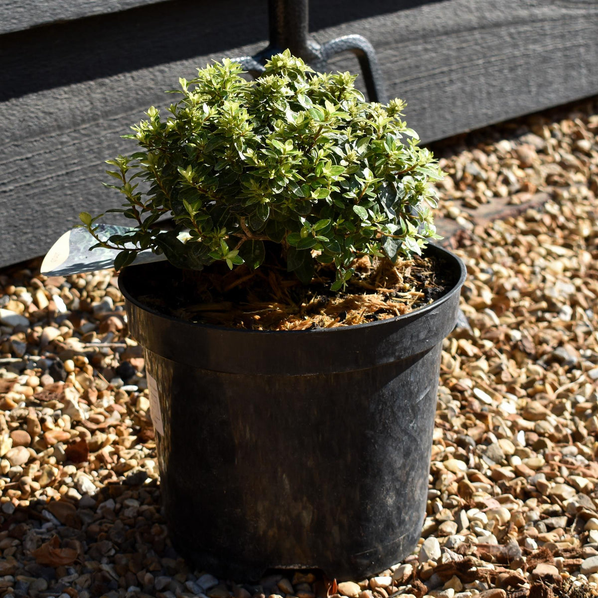 Pittosporum tenuifolium 'Gold Ball' (Golden Ball) - Height 15-20cm - 2lt