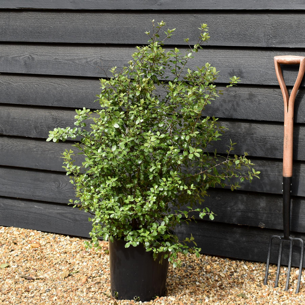 Pittosporum tenuifolium 'Wrinkled Blue' -Height 70-80cm - 12lt