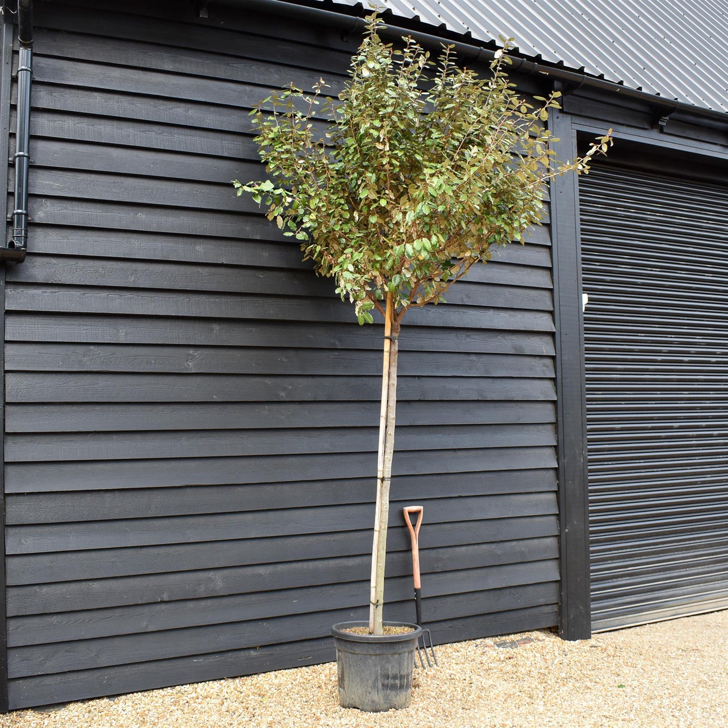 Elaeagnus ebbingei Compacta | Ebbinge's silverberry - Clear Stem 180cm - Girth 10-12cm - Height 320-350cm - 55lt