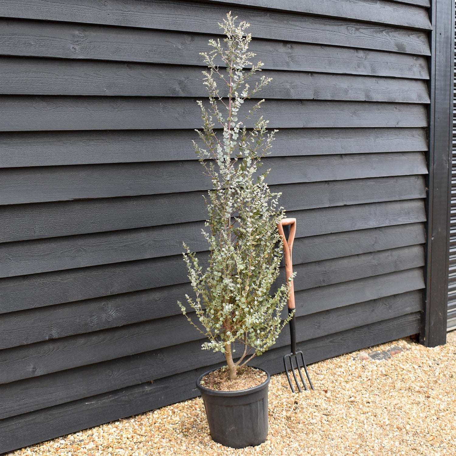 Eucalyptus gunnii Azura - Shrub - Height 150-170cm - 20lt