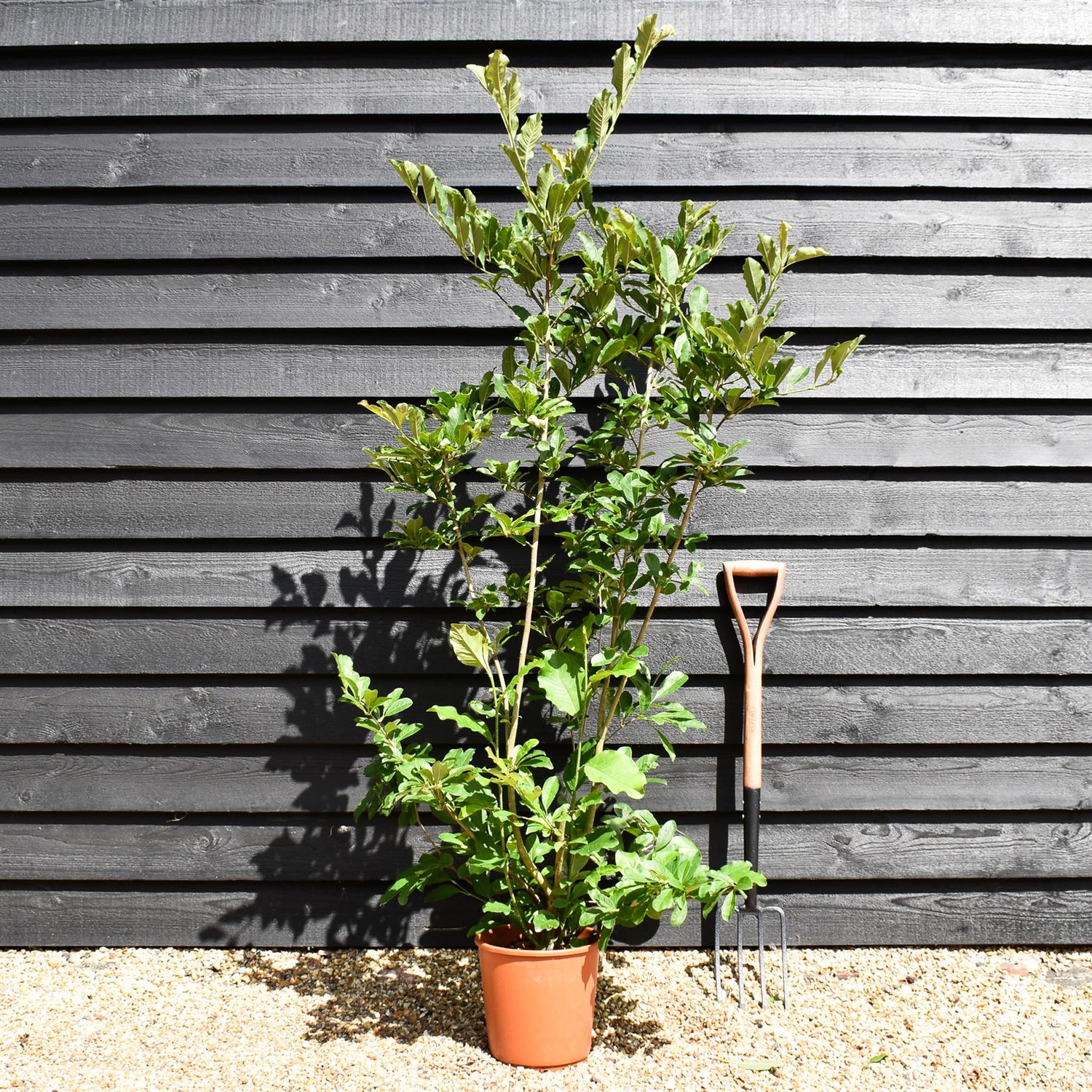 Magnolia 'Leonard Messel' - 100-140cm - 10lt