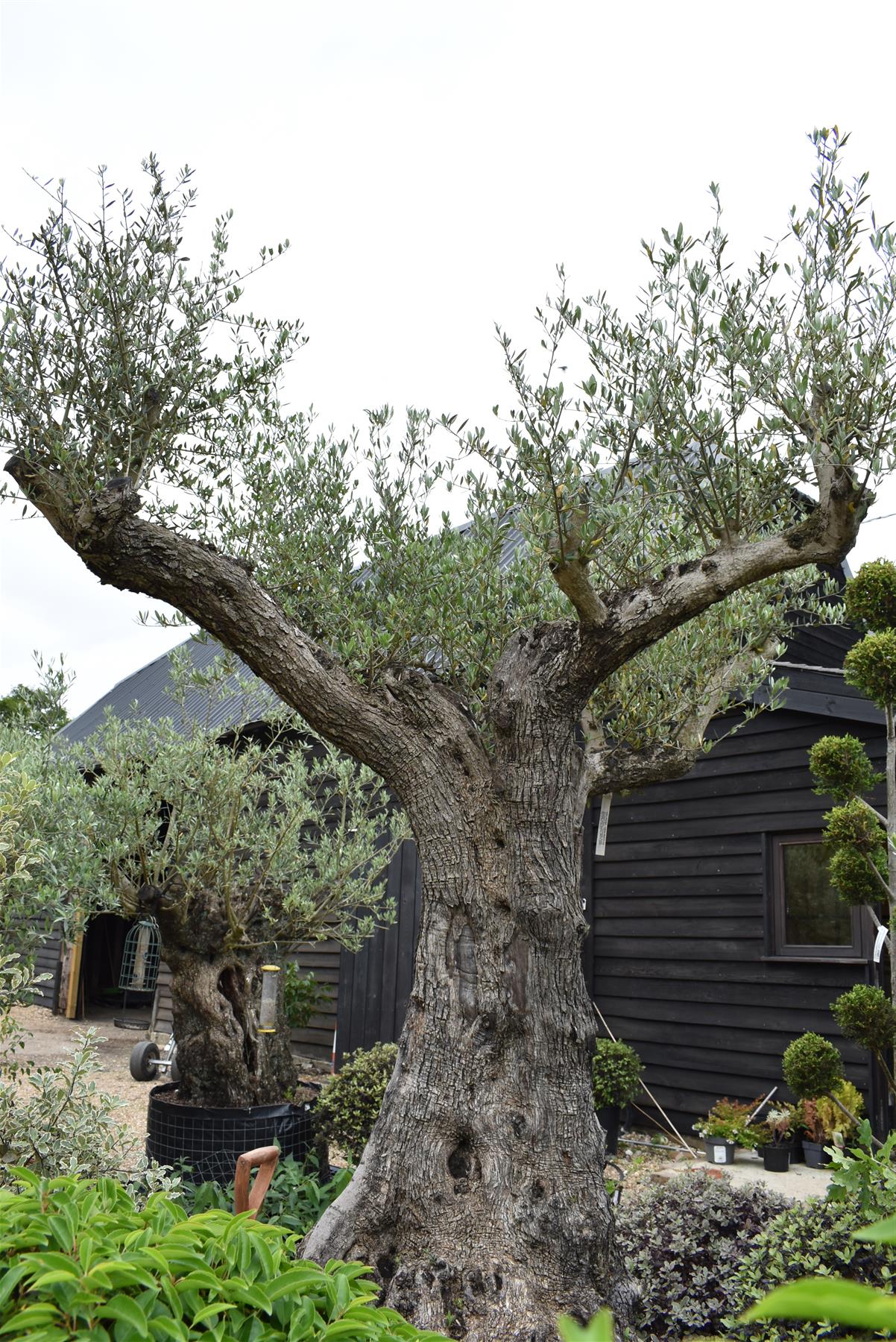 Olive Tree | Olea Europea 1/2 Std 4 Branch - 265-275cm, 400lt