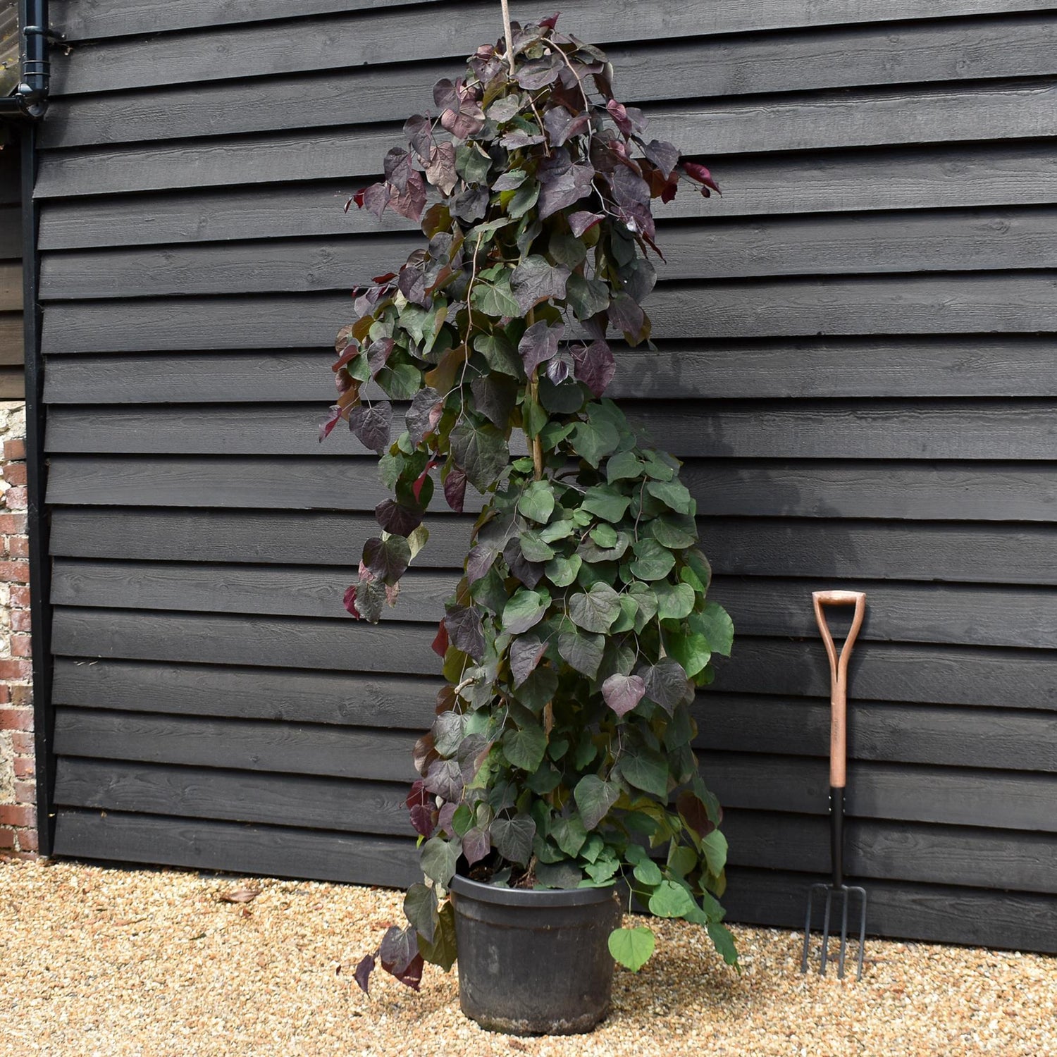 Cercis canadensis 'Ruby Falls' | Eastern Redbud - Twisted stem - Height 200-210cm - 45lt