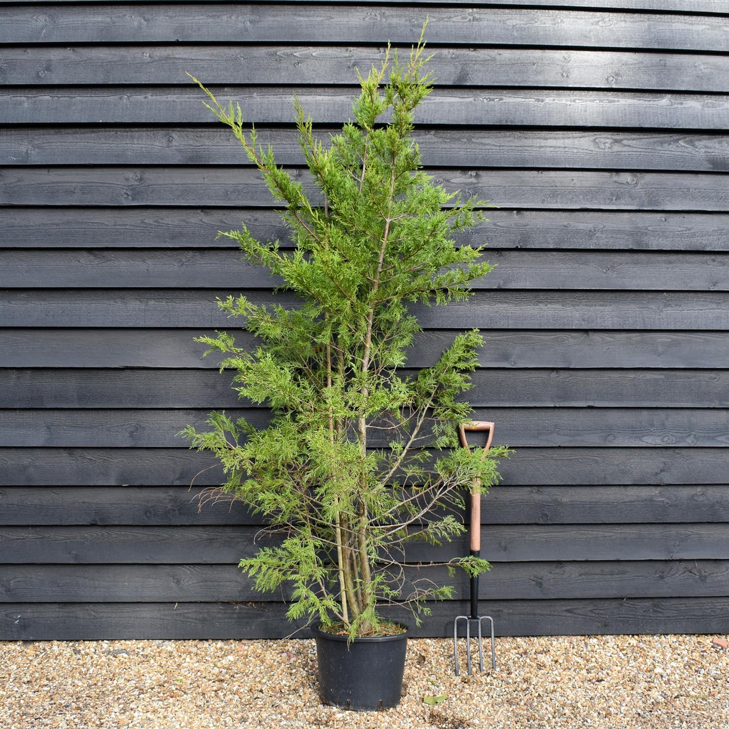 Leyland Cypress - 130-180cm, 20lt