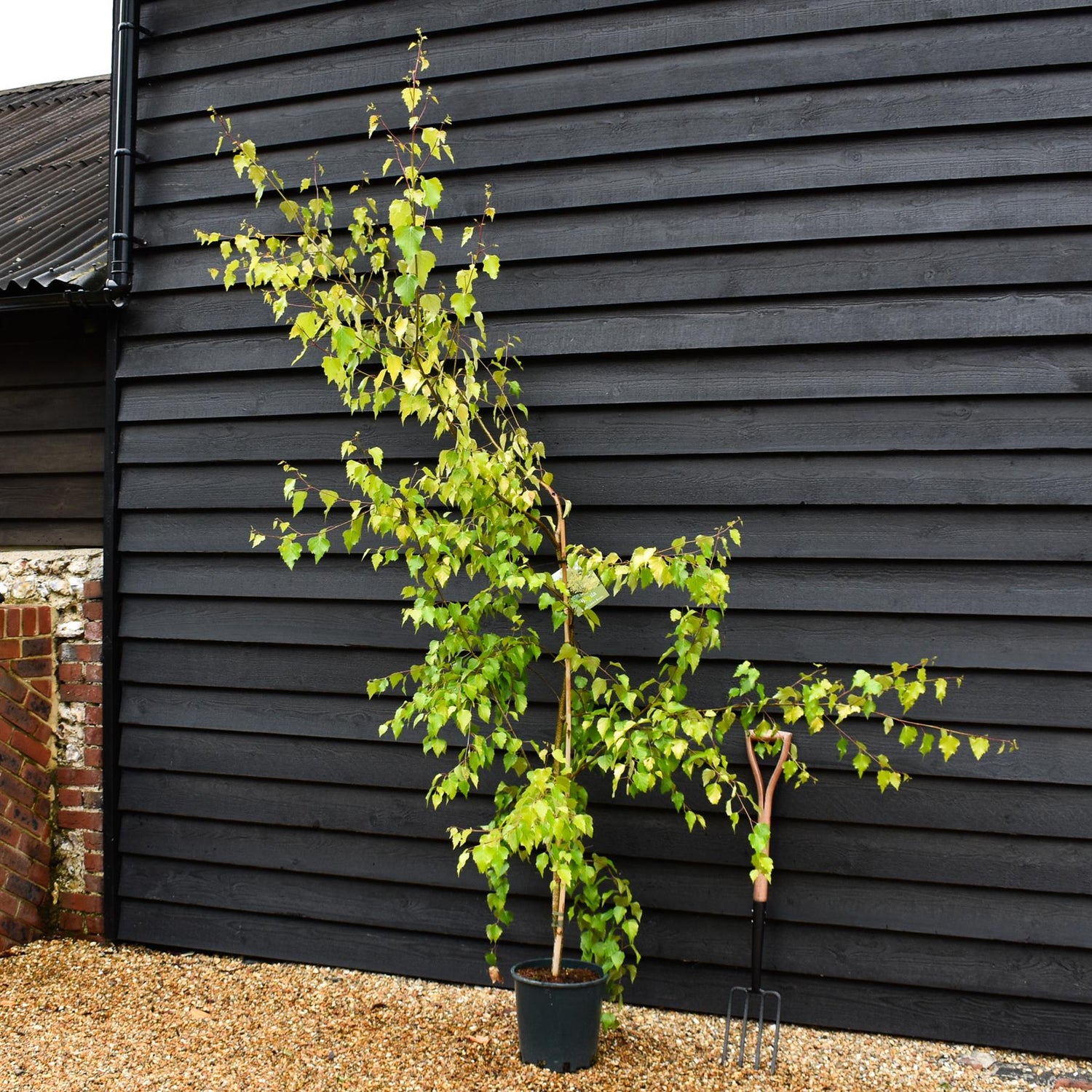 Betula pendula Golden Beauty | Golden Birch Tree  - Height 230-260cm - 10lt