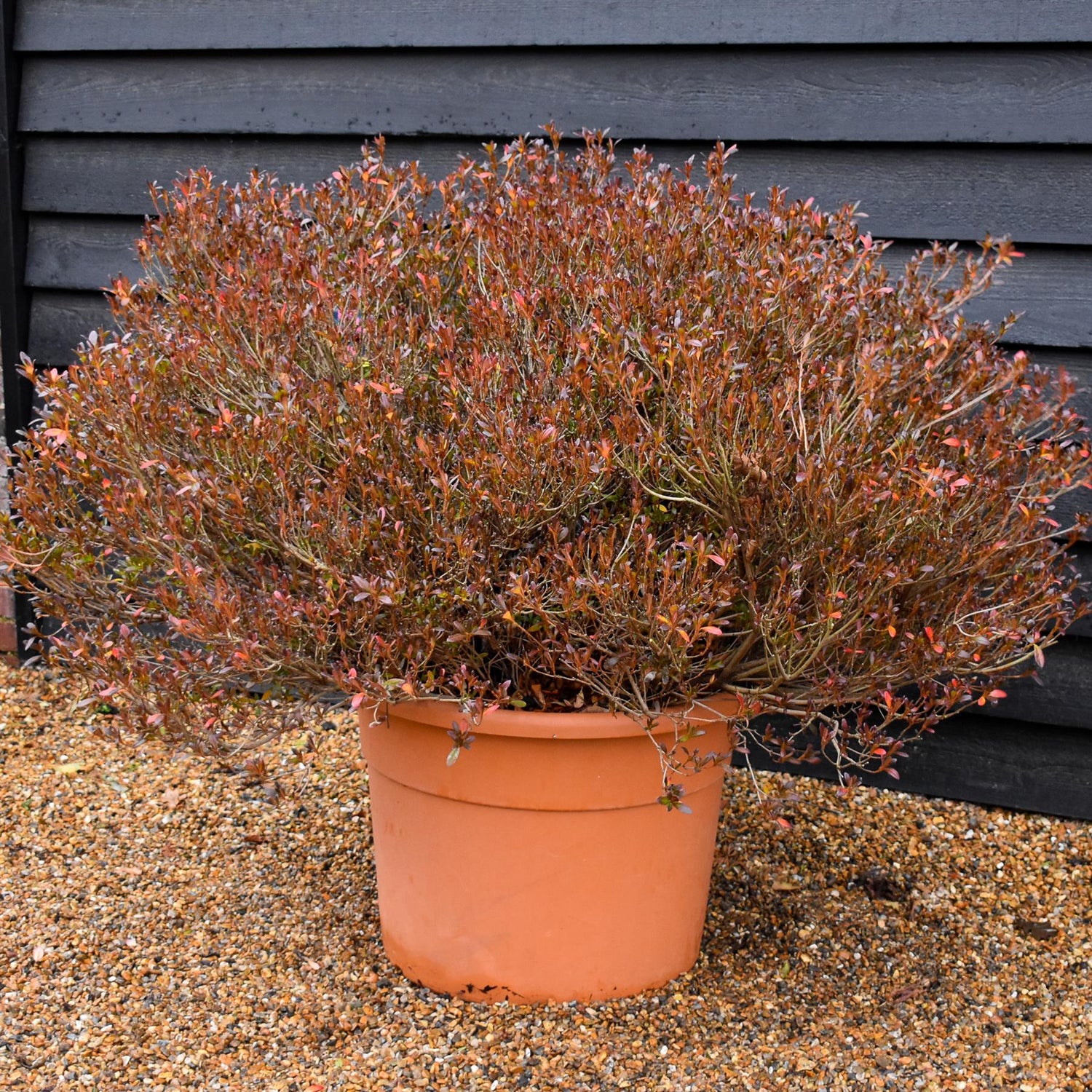 Azalea Japonica | Rhododendron - Ball -  Height 80cm - Width - 100cm - 85lt