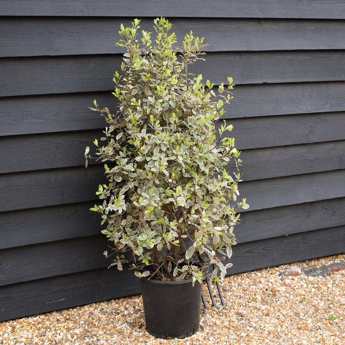 Pittosporum tenuifolium 'Elizabeth' - Height 110-120cm - 12lt