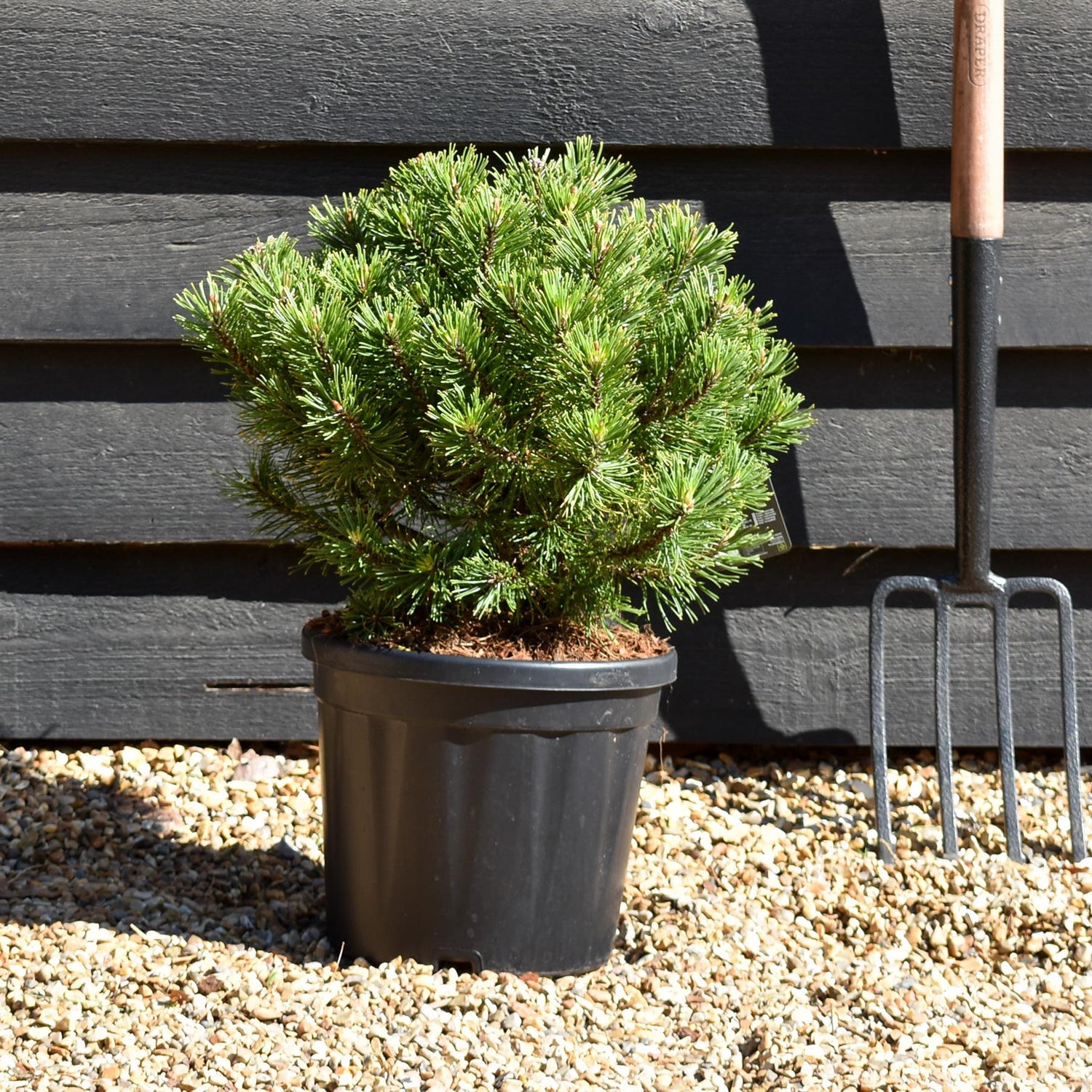 Pinus mugo 'Wintergold' | Golden mountain pine - Height 30-40cm - 7.5lt