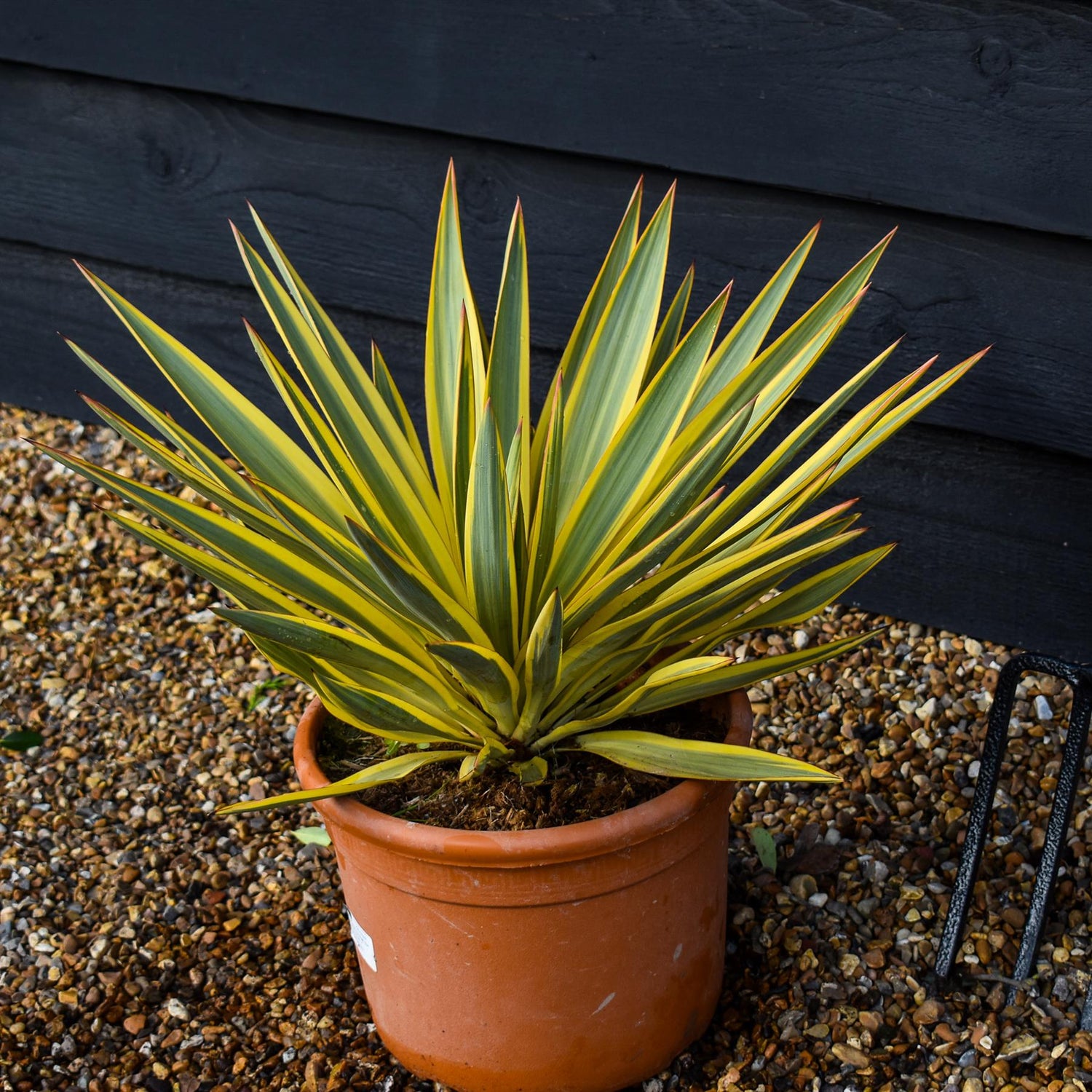 Yucca gloriosa 'Bright Star' | right Star Spanish Dagger - Height 30-50cm - 5lt